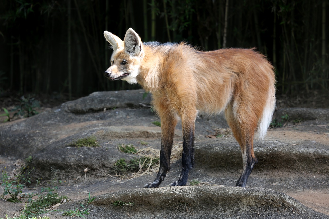 Vilkas Guara, Laukiniai, Zoologijos Sodas, Žiūri, Stebėdamas, Plaukuotas, Nemokamos Nuotraukos,  Nemokama Licenzija