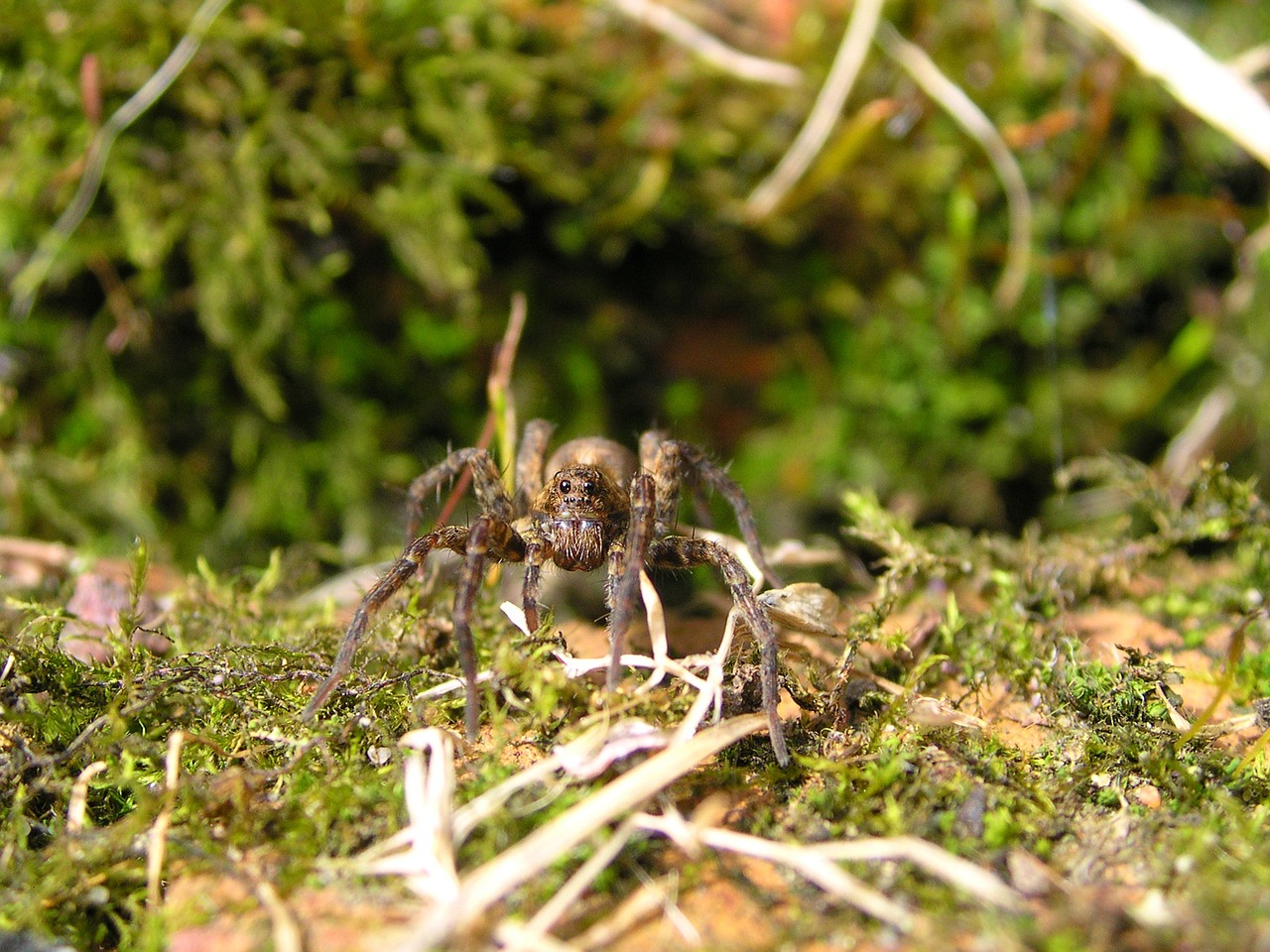 Vilkų Voras, Sheffield, Anglija, Laukinė Gamta, Sodas, Arachnid, Jorkšyras, Nemokamos Nuotraukos,  Nemokama Licenzija