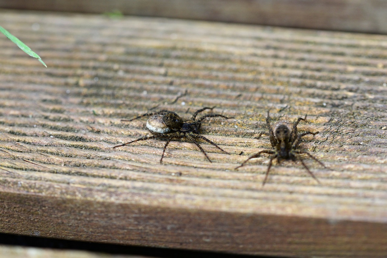 Vilkų Voras, Voras, Arachnid, Moterų Sodo Vilkų Vorai, Moteris, Kiaušinių Maišelis, Vabzdys, Laukinė Gamta, Klaida, Mažas