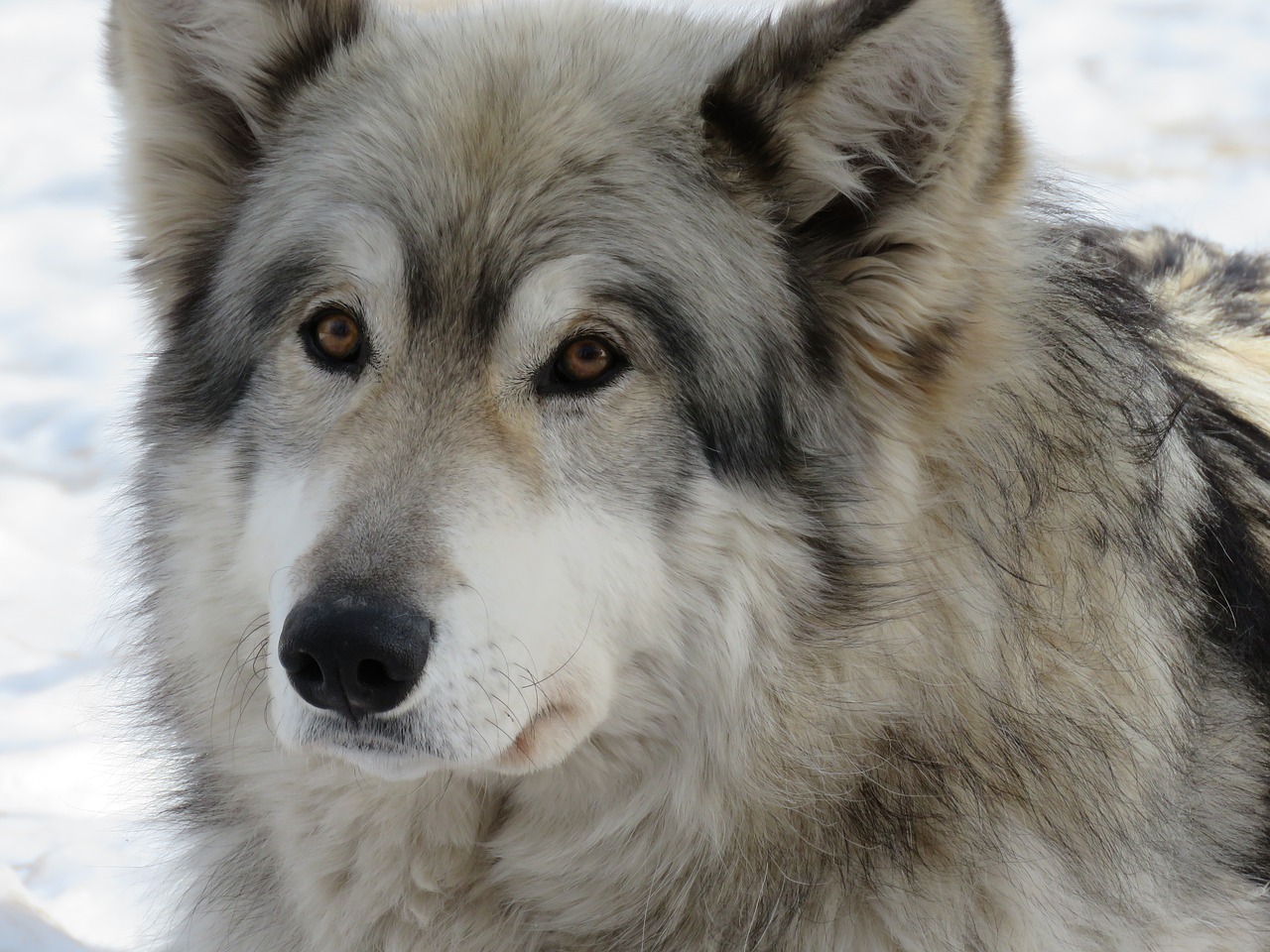 Wolfdog, Vilkas, Šuo, Šventykla, Reabilitacija, Kailis, Gelbėjimas, Nemokamos Nuotraukos,  Nemokama Licenzija