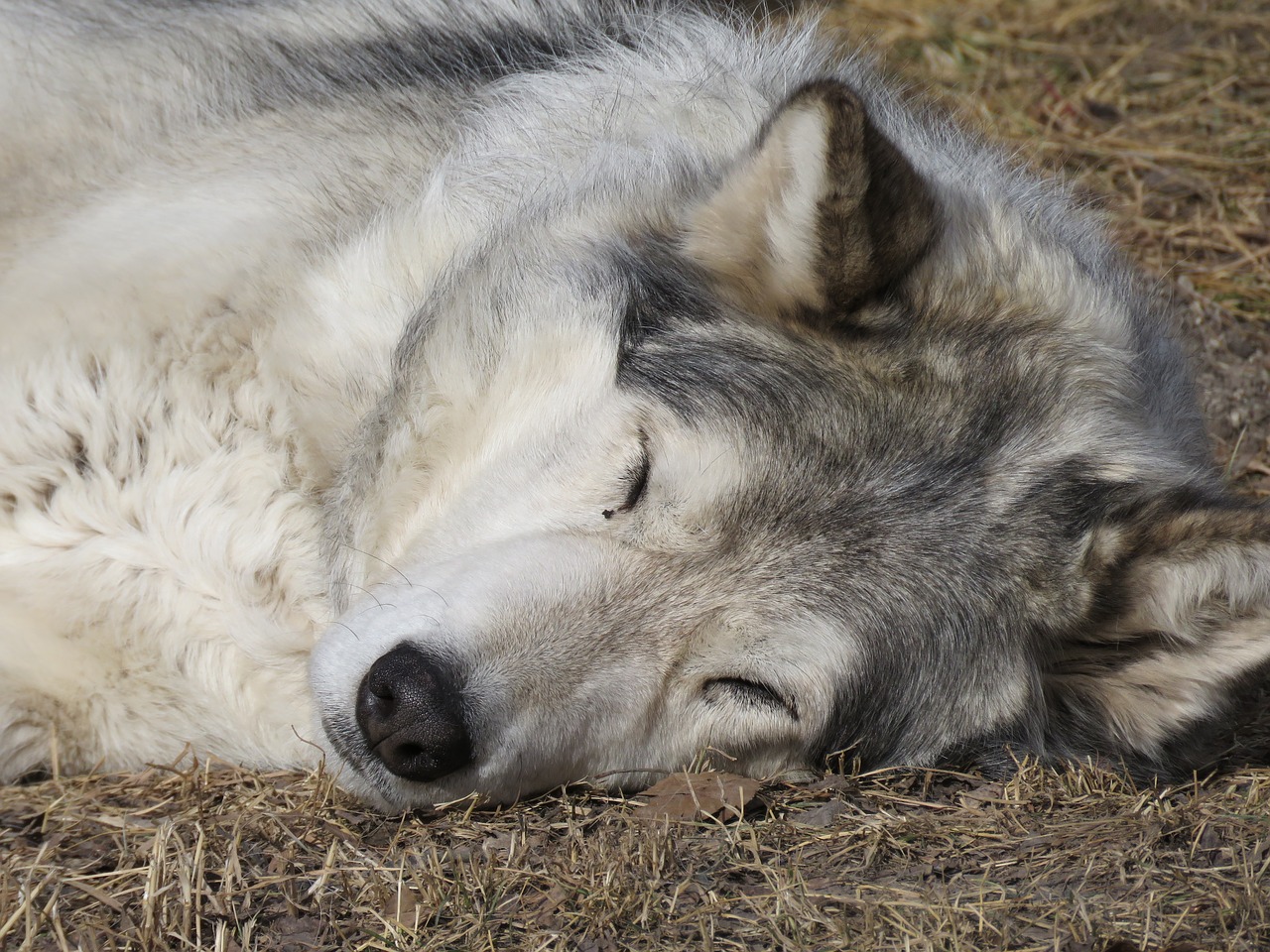 Wolfdog, Vilkas, Šuo, Šventykla, Reabilitacija, Kailis, Gelbėjimas, Miega, Nemokamos Nuotraukos,  Nemokama Licenzija