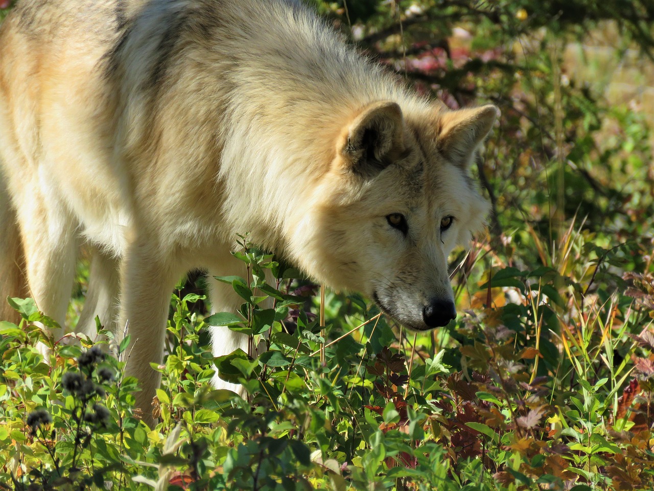 Wolfdog, Vilkas, Šuo, Medžioklė, Sniffing, Kvapas, Miškas, Krūmai, Šventykla, Yamnuska