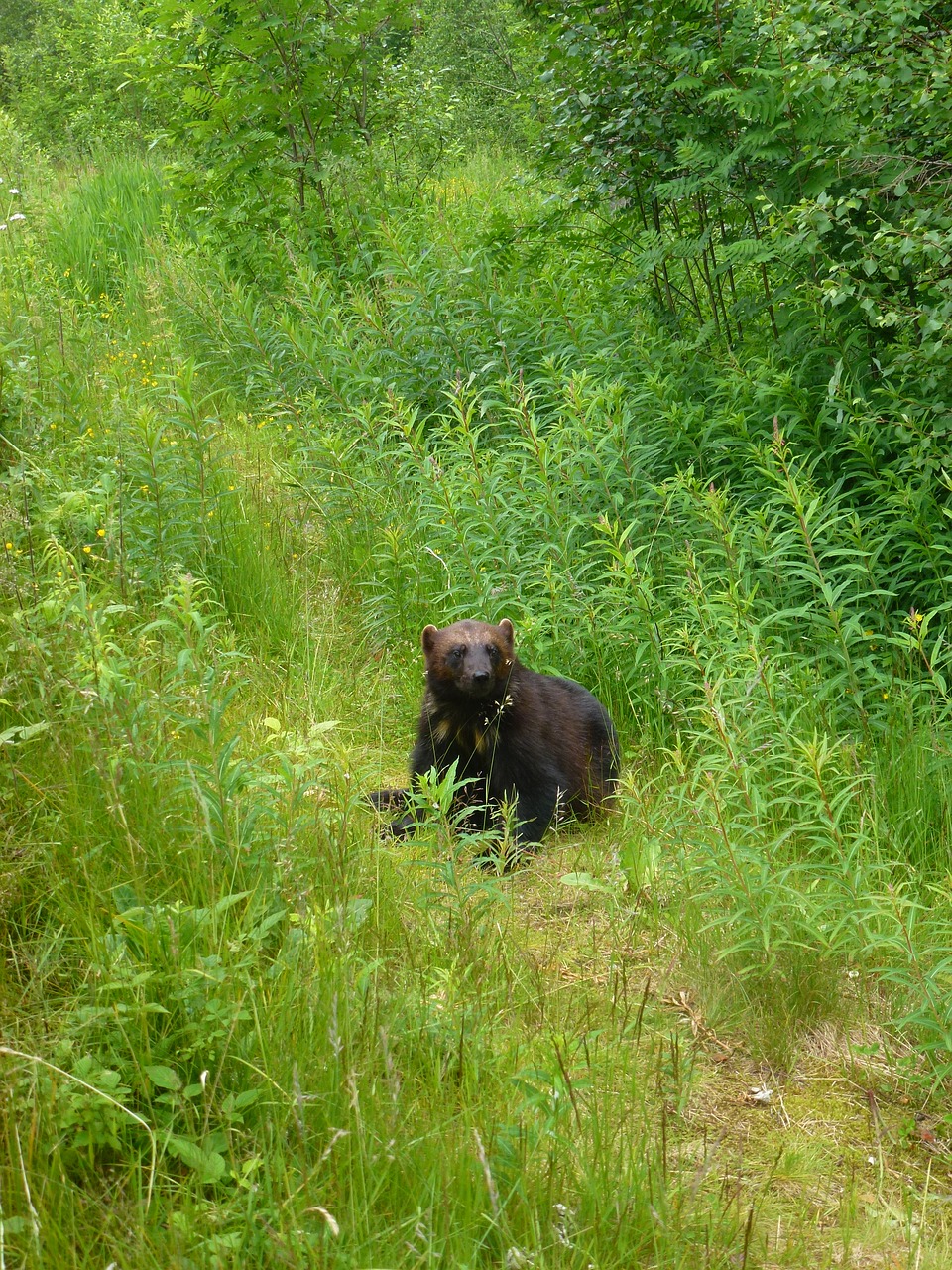 Wolverine, Plėšrūnai, Kjøttspiser, Eglė, Žolė, Trys, Medžiai, Pobūdis, Parkas, Kraštovaizdis