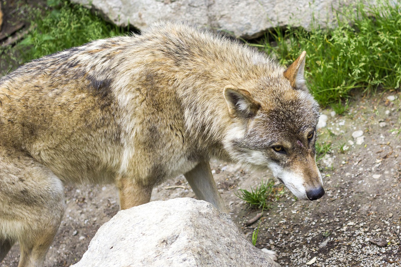 Vilkas, Europinis Vilkas, Europos Vilkai, Canis Lupus, Plėšrūnas, Kailis, Pilka, Įtemptas, Nemokamos Nuotraukos,  Nemokama Licenzija