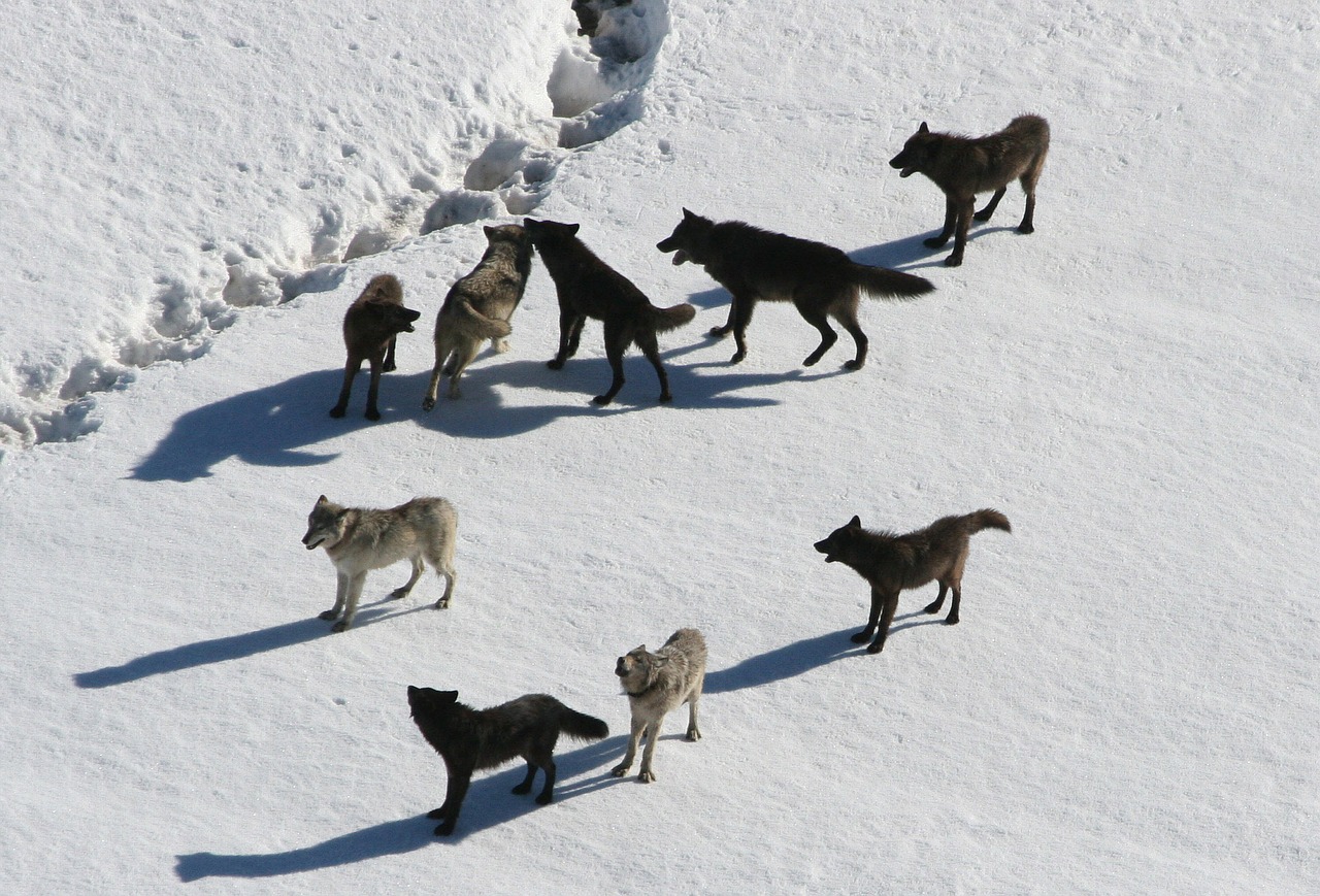 Vilkai, Vilkų Paketas, Canis Lupus, Plėšrūnas, Karnivora, Supakuoti Gyvūną, Žiema, Sniegas, Gyvūnai, Gyvūnų Pasaulis