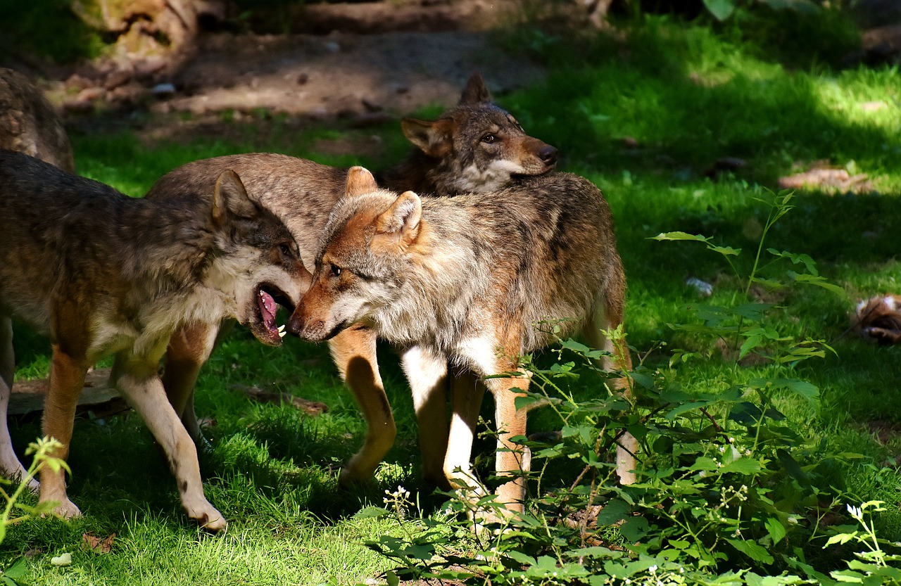 Vilkai, Laukiniai Gyvūnai, Miškas, Jauni Gyvūnai, Gyvūnų Pasaulis, Laukinės Gamtos Fotografija, Laukinių Parkų Girtavimas, Nemokamos Nuotraukos,  Nemokama Licenzija