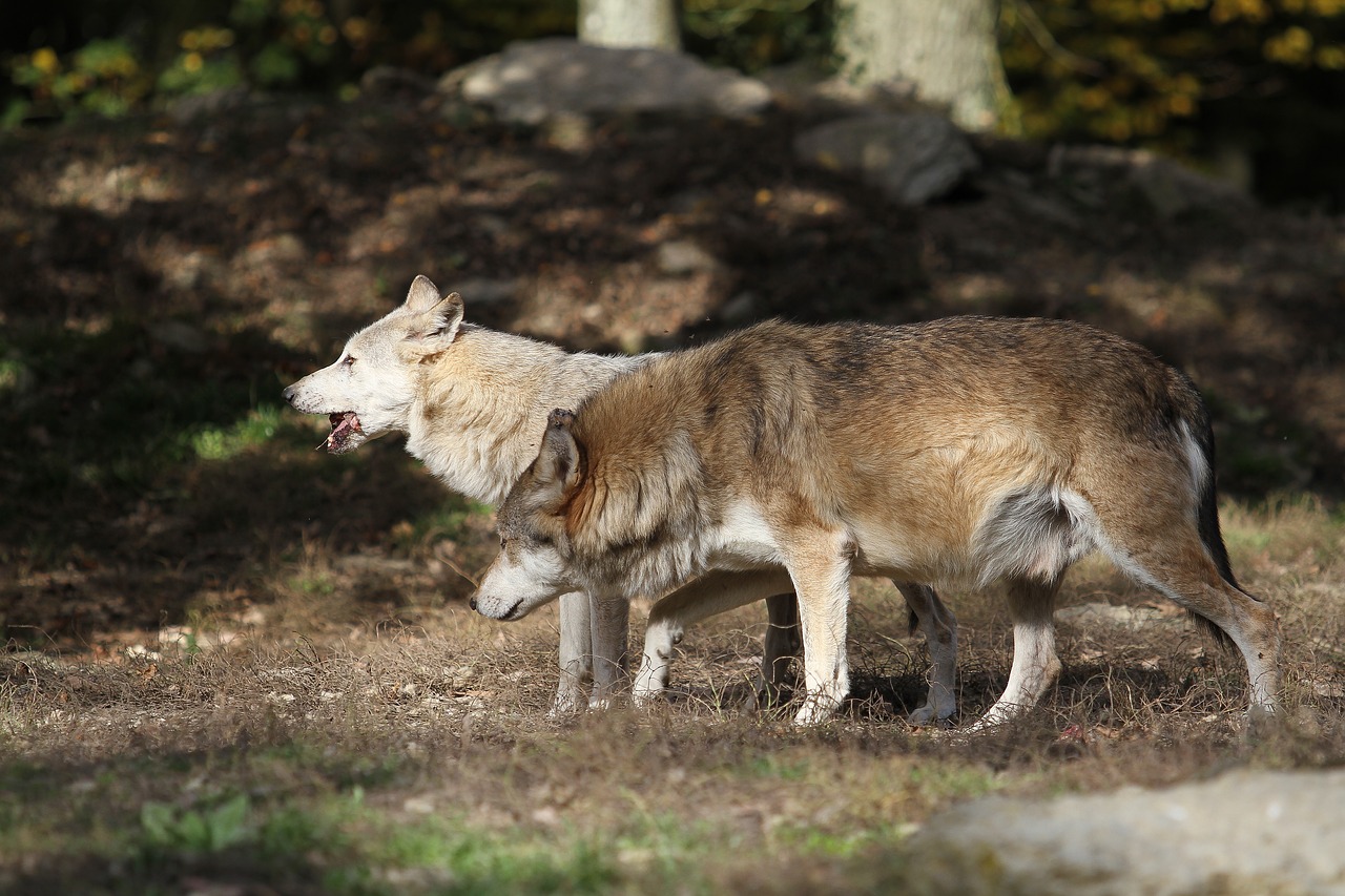 Vilkai, Medienos Vilkai, Plėšrūnas, Gamta, Paketas, Vilkas, Woodwolf, Kanada, Laukinės Gamtos Fotografija, Supakuoti Gyvūną