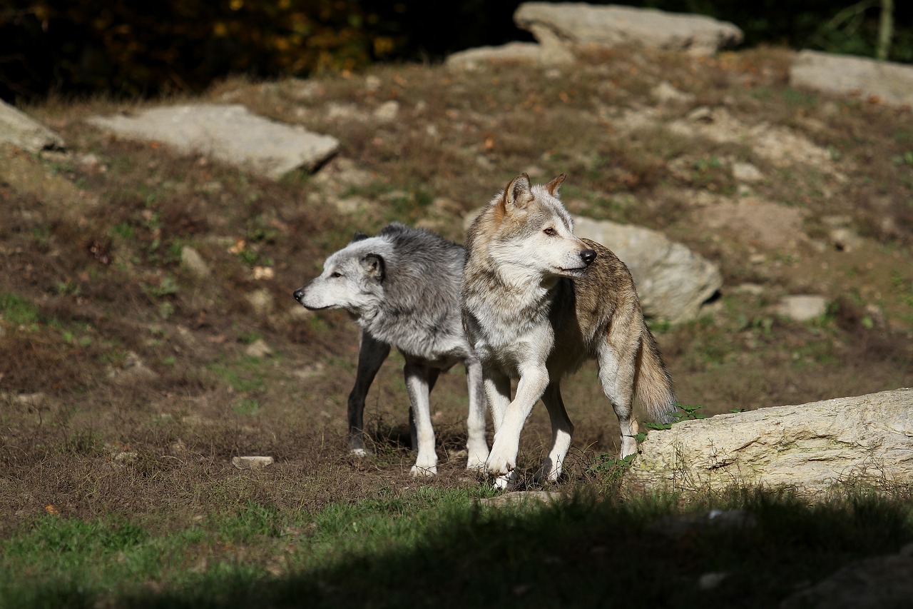 Vilkai, Medienos Vilkai, Kanada, Plėšrūnas, Gamta, Paketas, Laukinės Gamtos Fotografija, Scheu, Laukinis Gyvūnas, Supakuoti Gyvūną