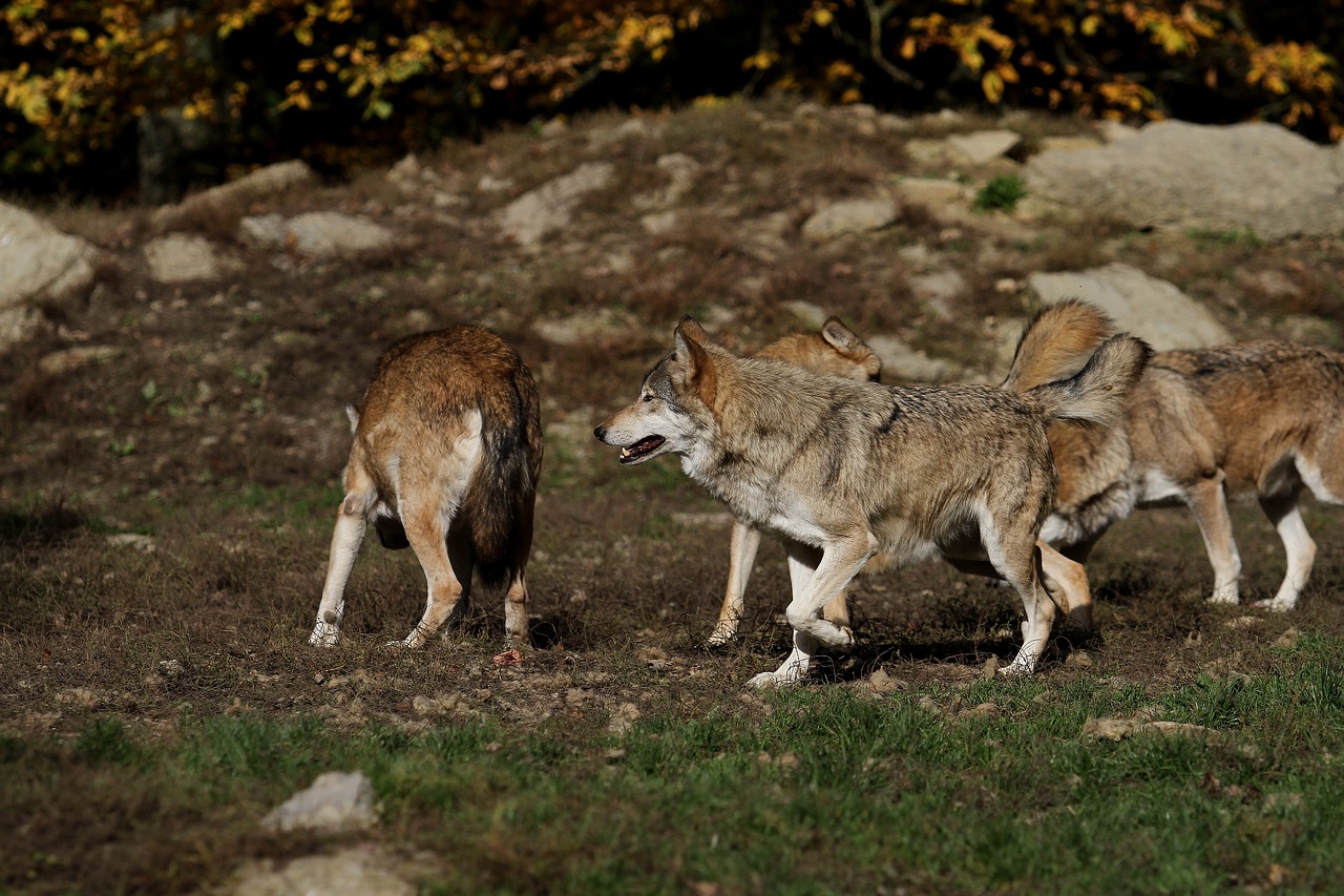 Vilkai, Paketas, Plėšrūnas, Kanada, Medienos Vilkai, Laukinis Gyvūnas, Laukinės Gamtos Fotografija, Supakuoti Gyvūną, Mėsėdžiai, Žinduolis