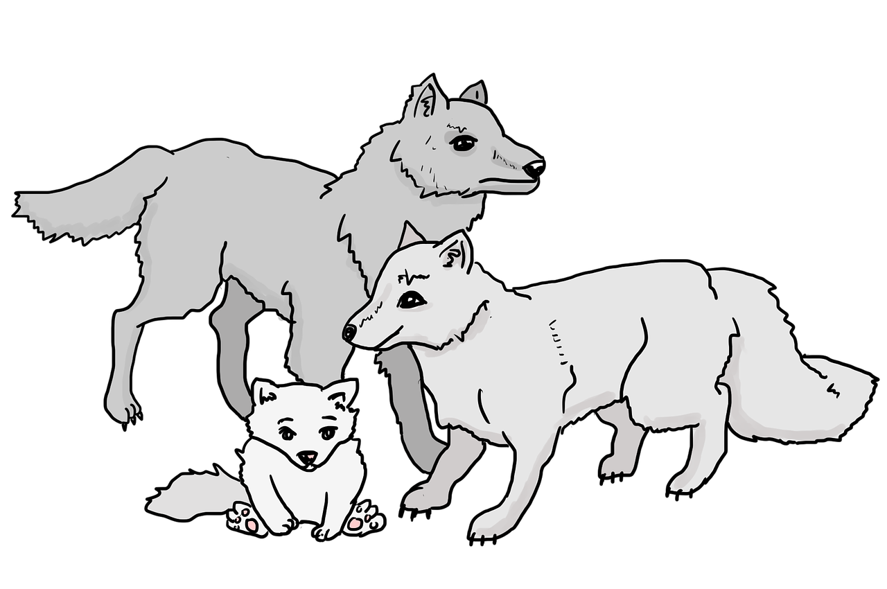 Vilkai,  Wolf Pack,  Vilkas,  Cub,  Šeima,  Žvėris,  Gyvūnai,  Laukinių,  Laukiniai Gyvūnai,  Vilkas Šeimos