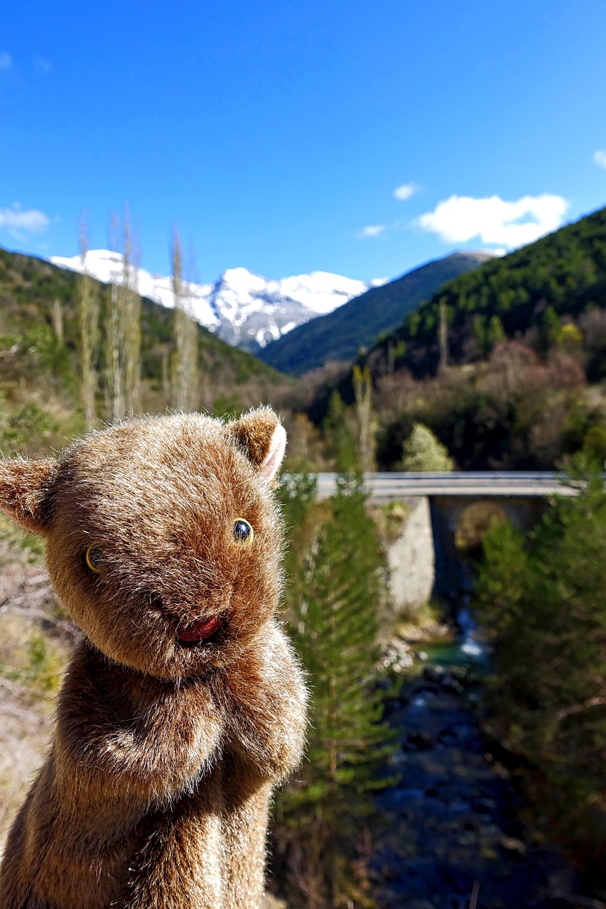 Wombat, Linksma, Marsupial, Lėlė, Padaras, Gyvūnas, Laukinė Gamta, Australian, Nemokamos Nuotraukos,  Nemokama Licenzija