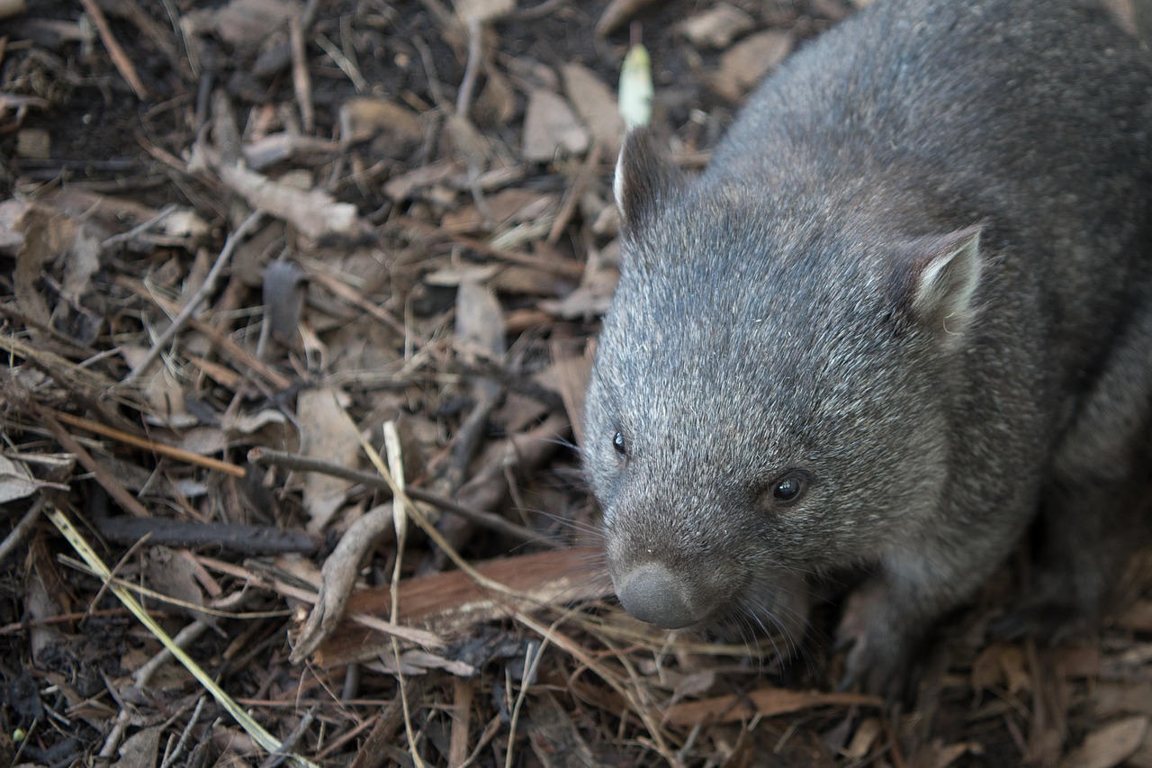 Wombat, Laukinė Gamta, Marsupial, Gamta, Žinduolis, Žolėdis, Tasmanija, Fauna, Nemokamos Nuotraukos,  Nemokama Licenzija