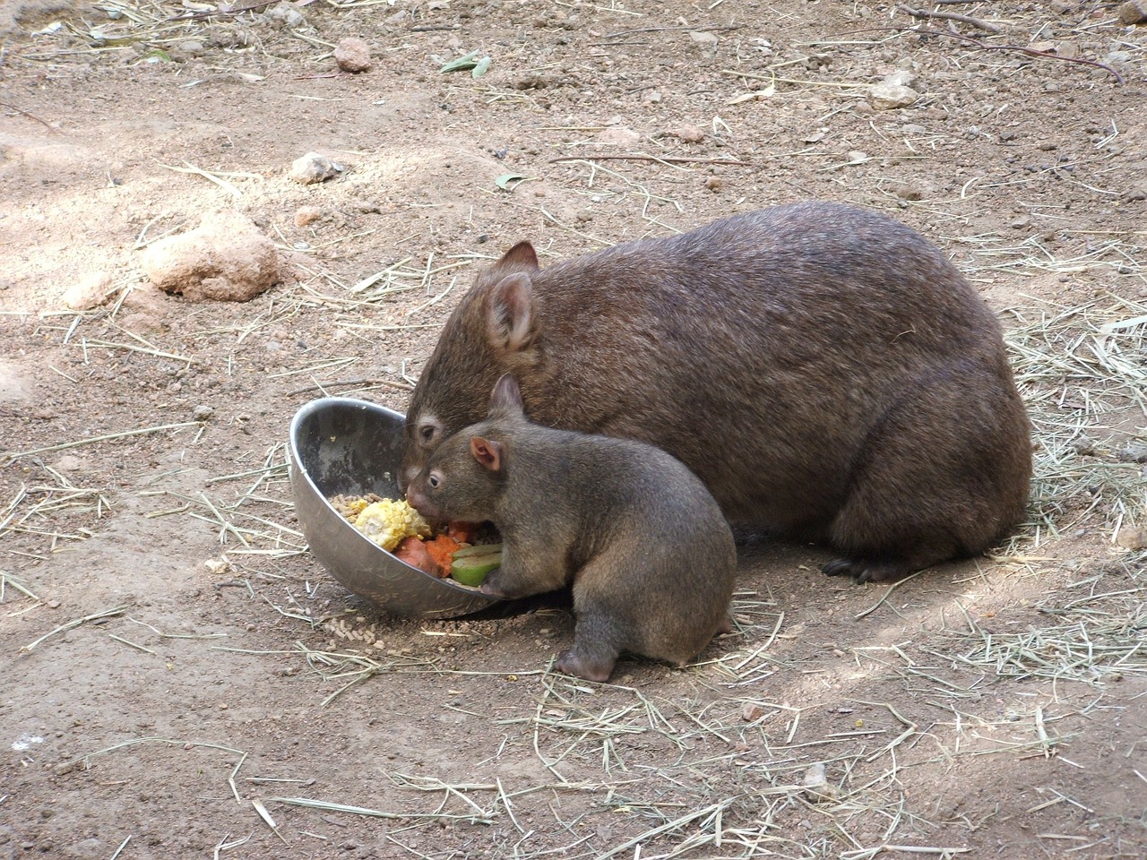 Wombat, Gyvūnas, Mielas, Australia, Plaukai, Gimtoji, Kailis, Australian, Nemokamos Nuotraukos,  Nemokama Licenzija