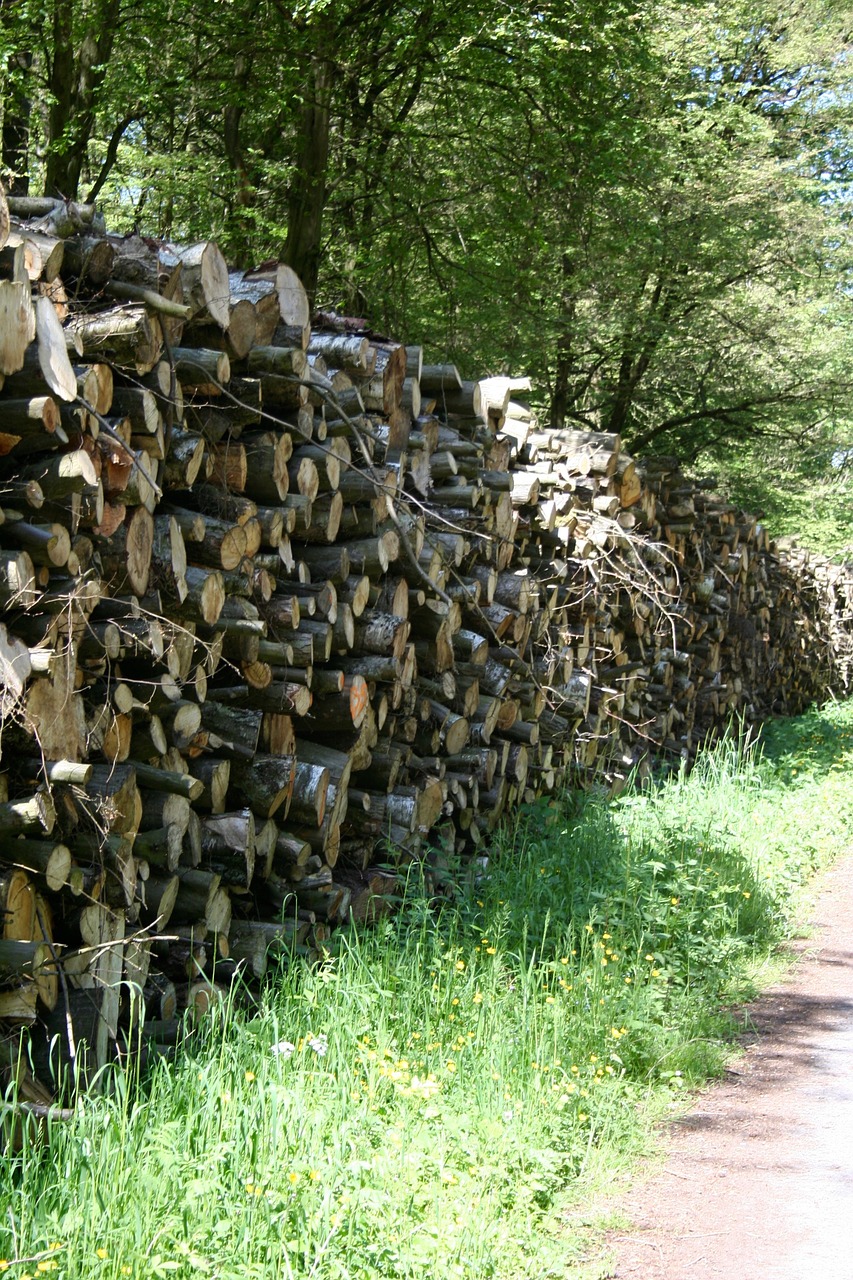 Mediena, Miškas, Medienos Krūva, Žalias, Žolė, Gamta, Medis, Aplinka, Natūralus, Nemokamos Nuotraukos