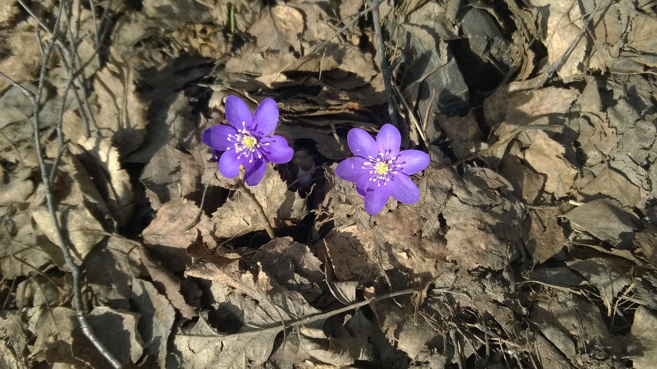 Medis, Medžio Anemone, Pavasaris, Lapija, Žemė, Nemokamos Nuotraukos,  Nemokama Licenzija