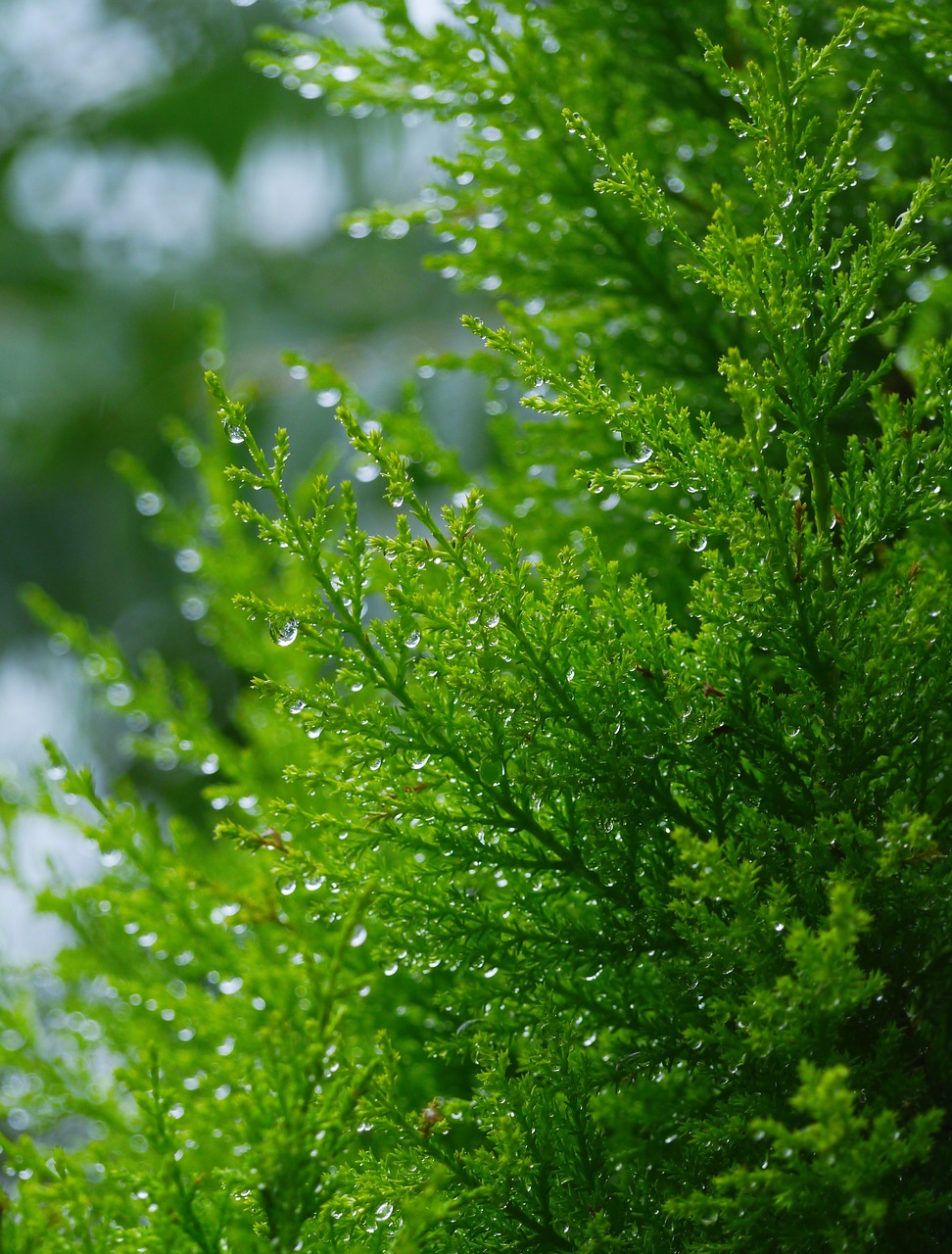 Mediena, Arboretum, Filialas, Sodas, Žalias, Lapai, Lietus, Lašas Vandens, Jaunas Ir Linksmas, Otsu