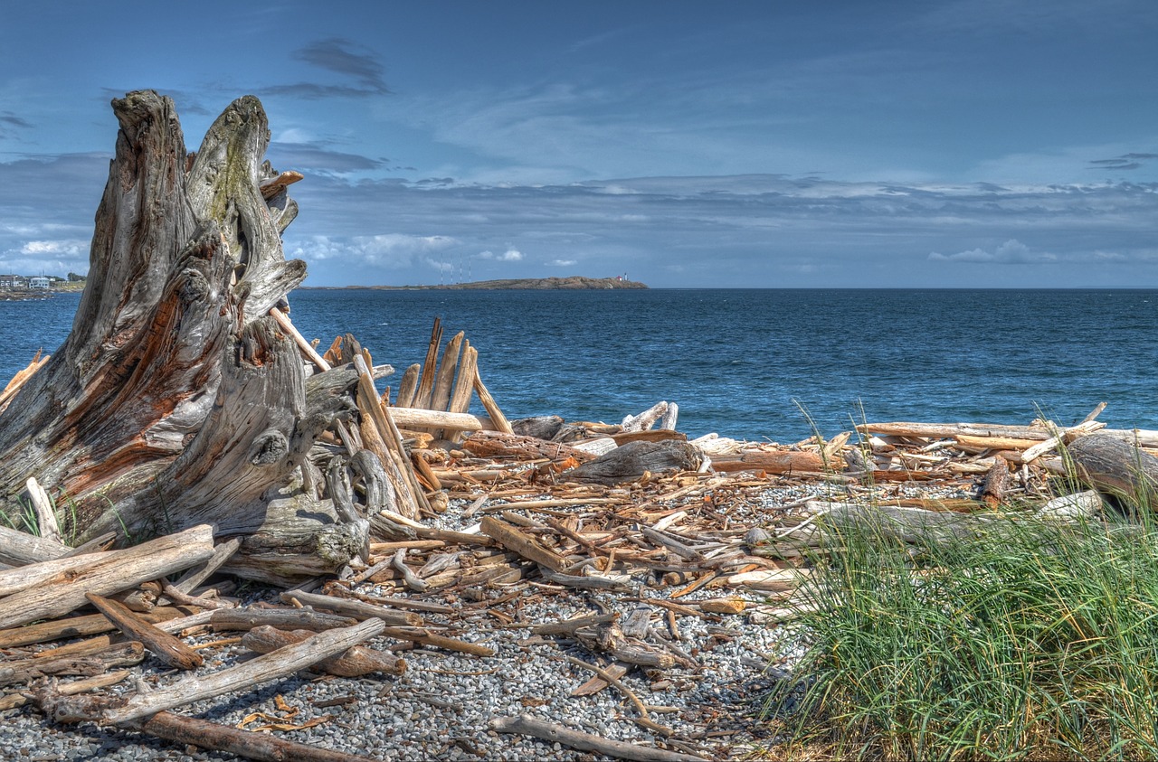 Mediena, Jūra, Kraštovaizdis, Driftwood, Vandenynas, Šventė, Vanduo, Vasara, Dangus, Smėlis