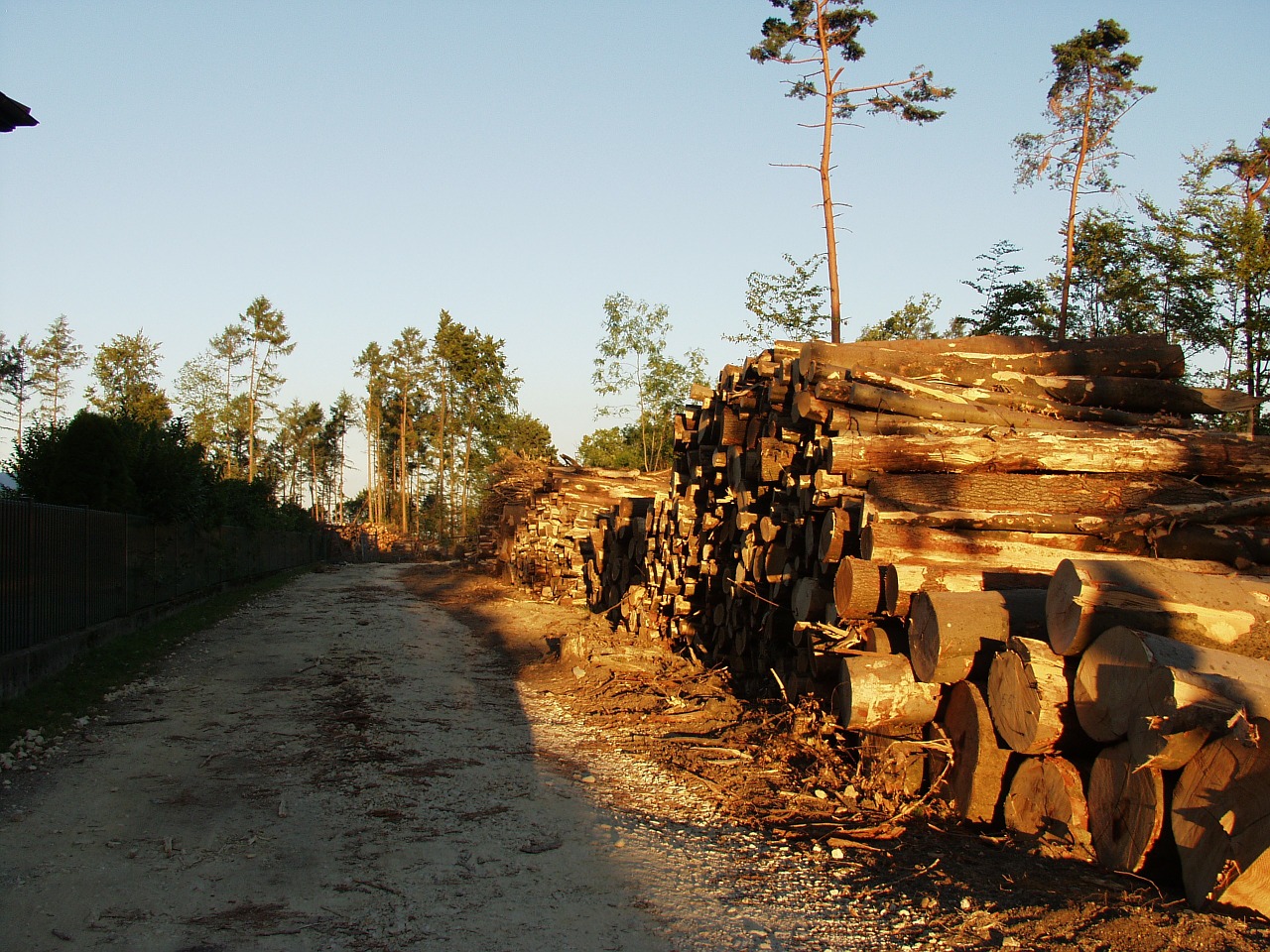 Mediena, Medžių Kamienus, Melas, Mediena, Mediena, Holzstapel, Gamta, Miškas, Audros Žalos, Išvalyti