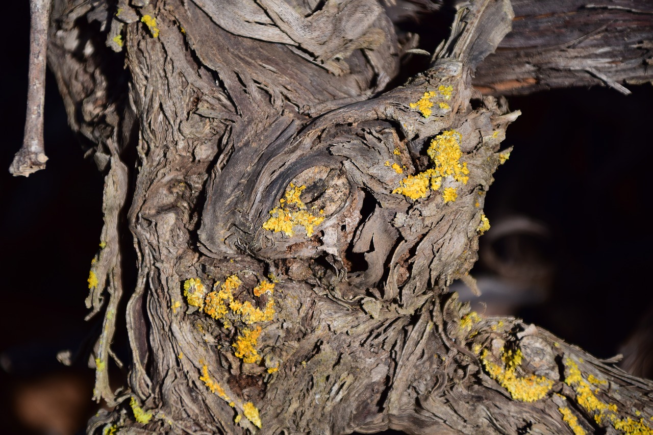 Mediena, Gnarled, Senas, Medis, Struktūra, Gamta, Krekingo, Sausas, Vynuogių Mediena, Vynuogė