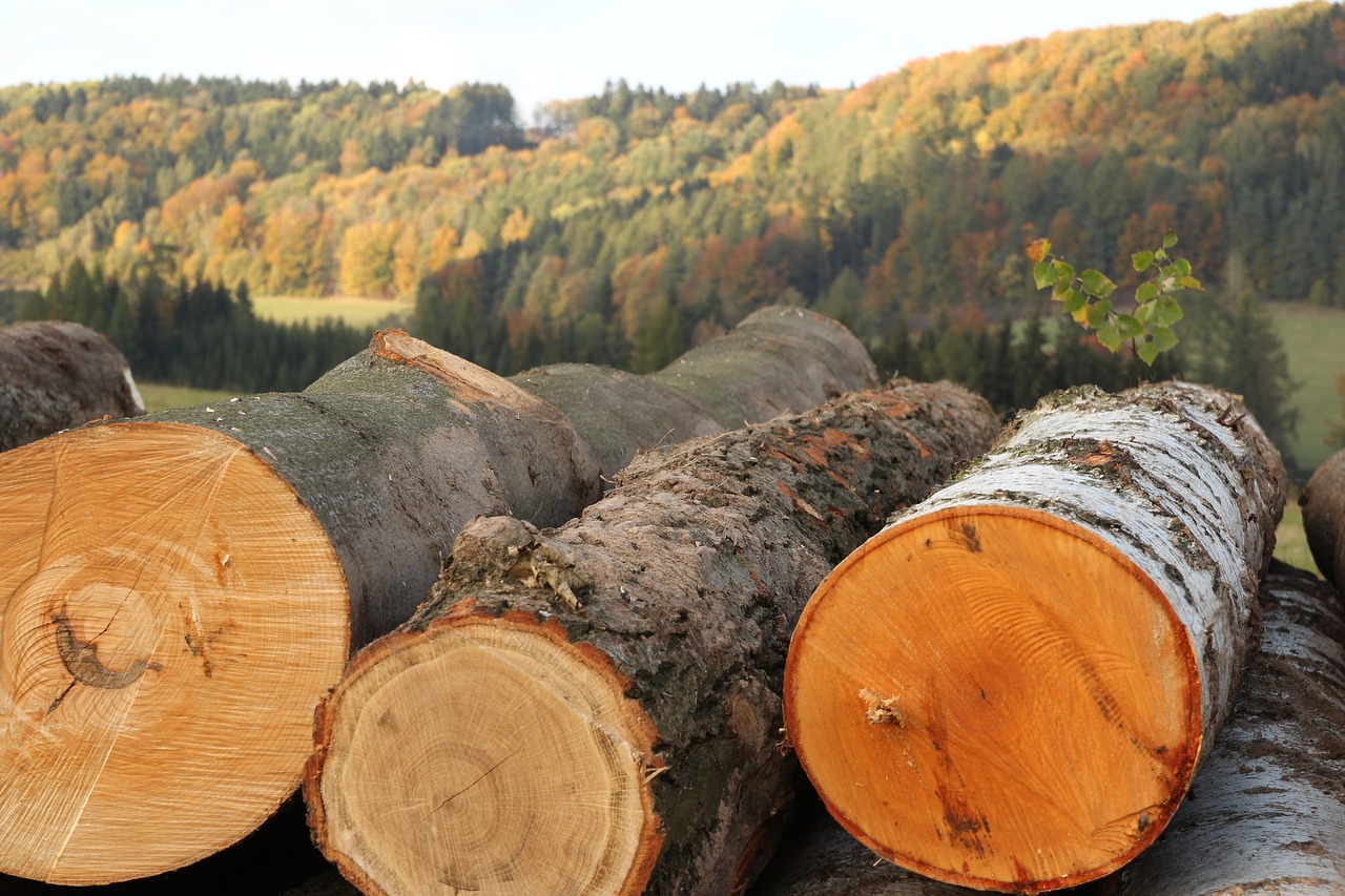 Mediena, Medžiai, Padermė, Miškas, Medžio Žievė, Gamta, Žiedai, Nemokamos Nuotraukos,  Nemokama Licenzija