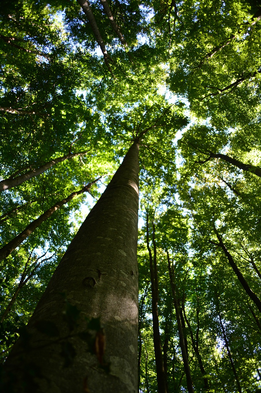 Mediena, Gamta, Senoji Mediena, Nemokamos Nuotraukos,  Nemokama Licenzija