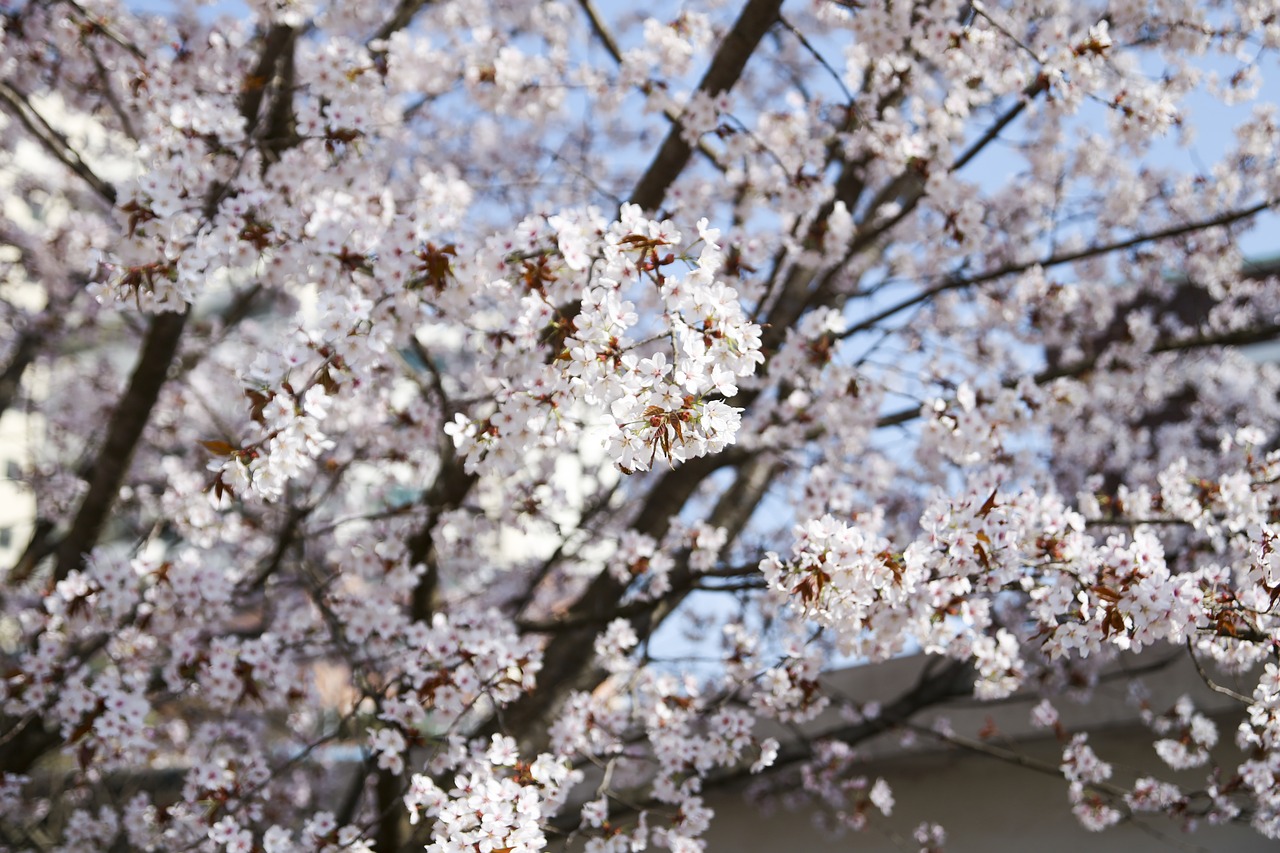 Mediena, Vyšnių Žiedas, Sakura, Gėlės, Pavasaris, Pavasario Gėlės, Balandis, Gėlių Medis, Dangus, Gražus