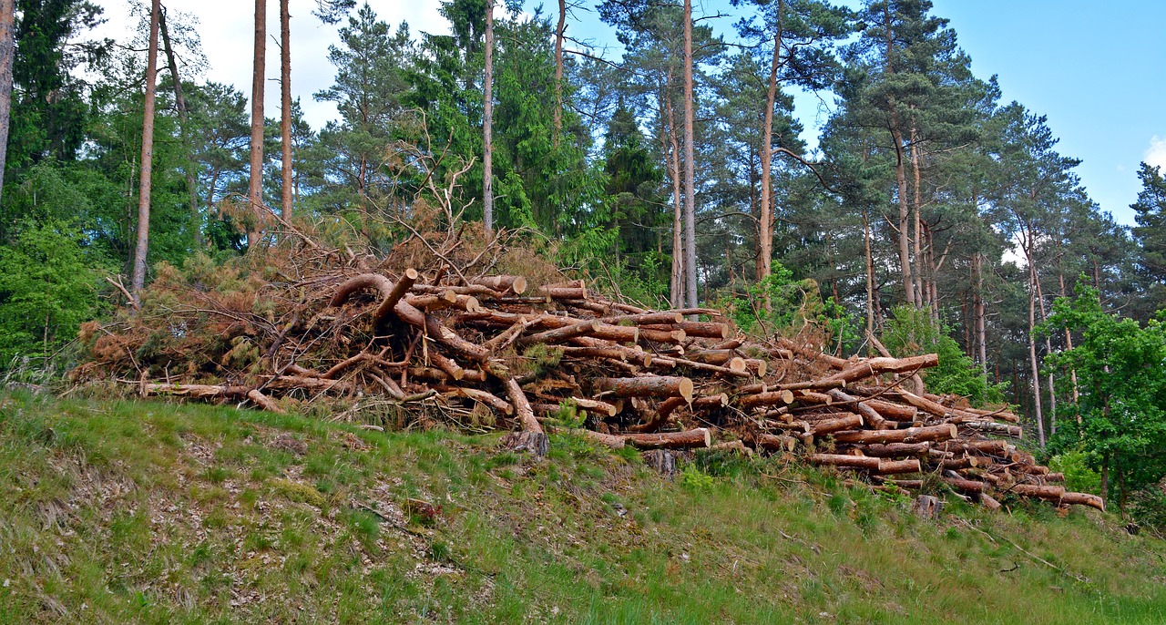 Mediena, Holzstapel, Medienos Pramonė, Padermės, Mediena, Medis, Malkos, Krūva, Kaip, Medžių Kamienus