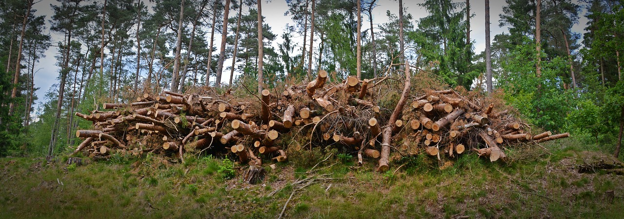 Mediena, Holzstapel, Medienos Pramonė, Padermės, Mediena, Medis, Malkos, Krūva, Kaip, Medžių Kamienus