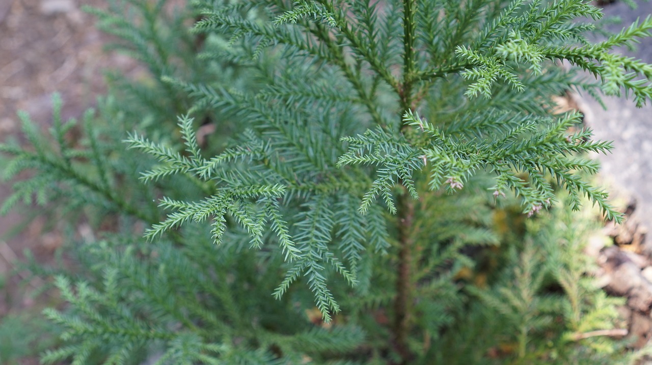 Mediena, Žalias, Natūralus, Šviežias Žalia, Lapai, Arboretum, Augalas, Kalnas, Miškas, Nemokamos Nuotraukos