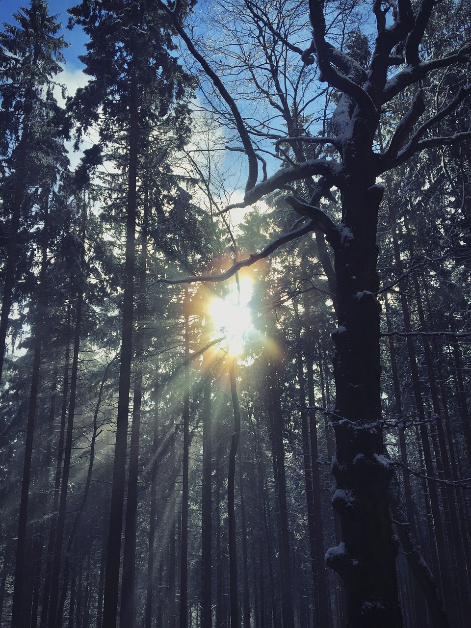 Mediena, Medis, Gamta, Saulė, Schönwetter, Šviesa, Nemokamos Nuotraukos,  Nemokama Licenzija