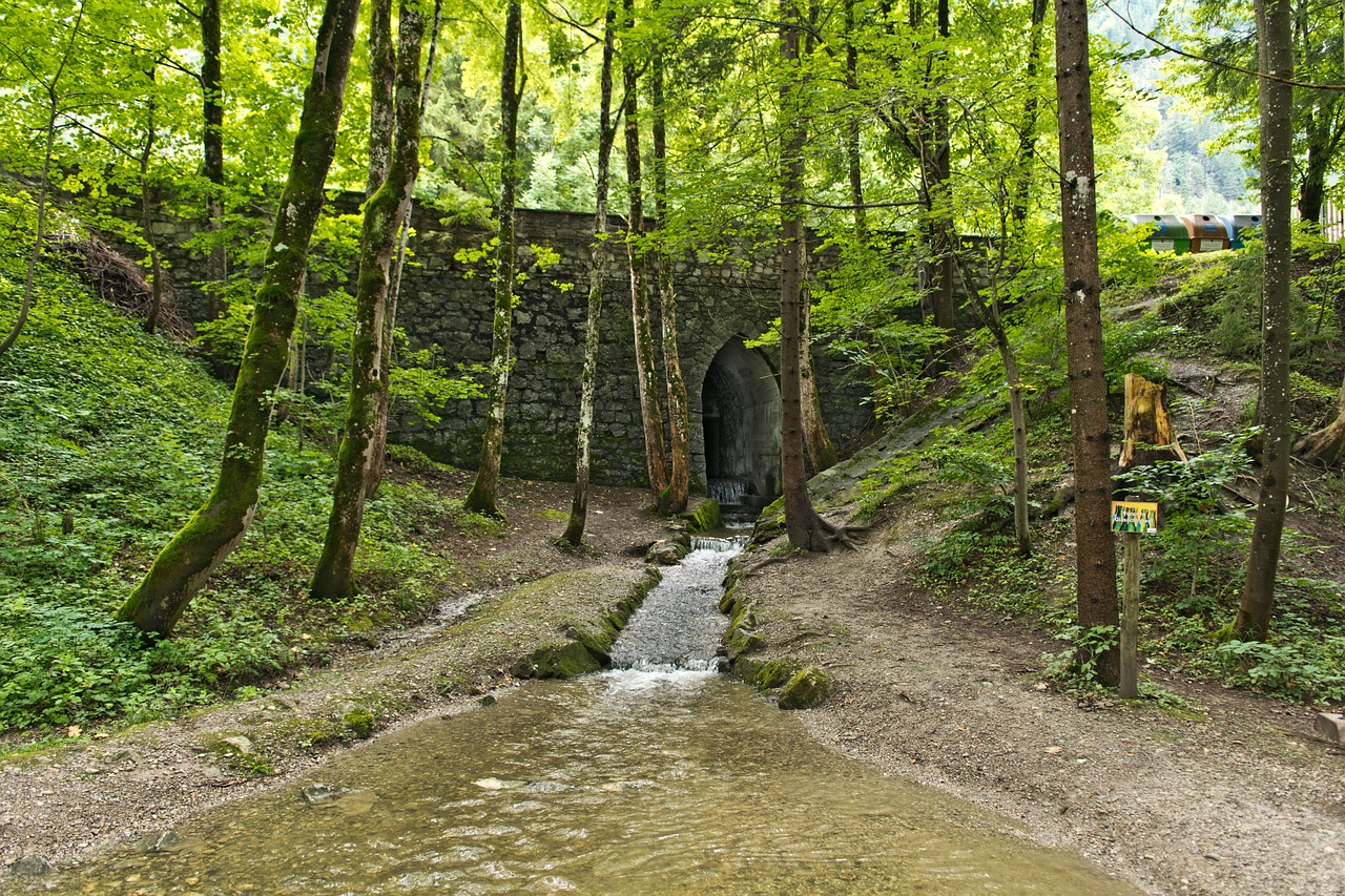 Mediena, Kraštovaizdis, Gamta, Medis, Lapai, Bachas, Tunelis, Miškas, Miško Takas, Žali Lapai