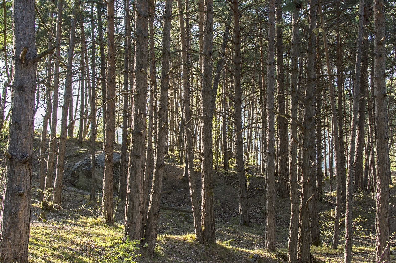 Mediena,  Pobūdį,  Medis,  Kraštovaizdis,  Lapų,  Augalų,  Sezonas,  Saulė,  Miškas,  Šviesos