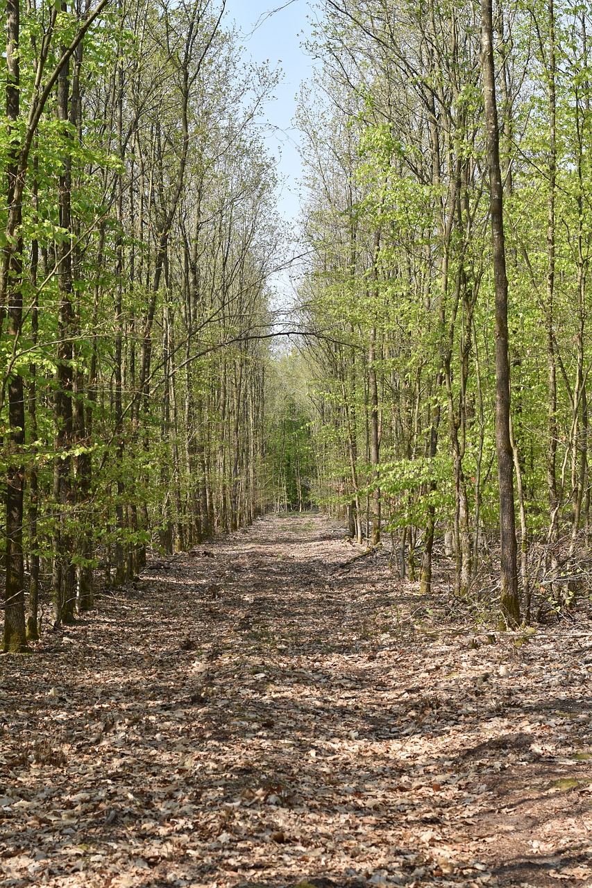 Mediena,  Pobūdį,  Kraštovaizdis,  Medis,  Lapų,  Miškas,  Šakos, Nemokamos Nuotraukos,  Nemokama Licenzija