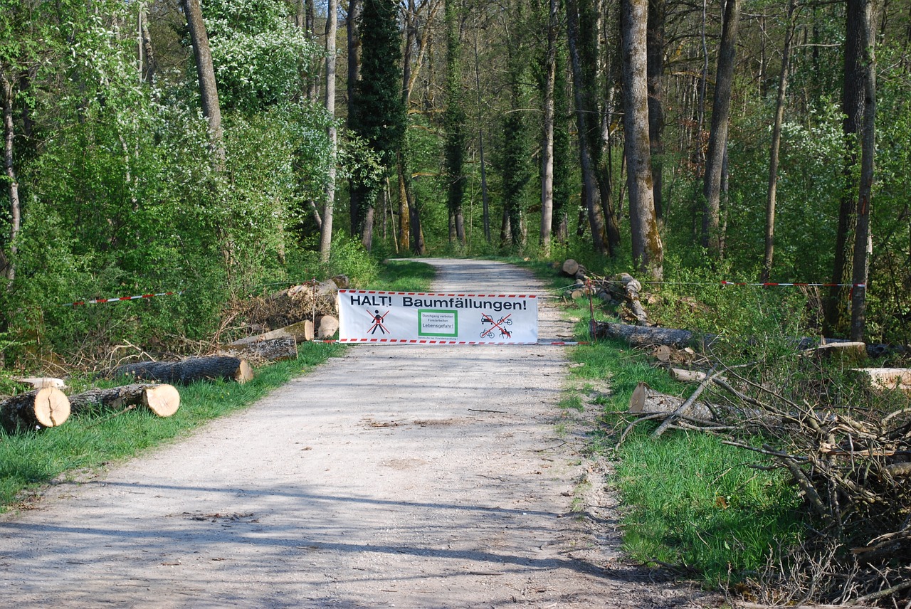 Mediena,  Pobūdį,  Kraštovaizdis,  Vasara,  Aplinka,  Parkas,  Sezonas,  Kelionė,  Kelių,  Instrukcijos