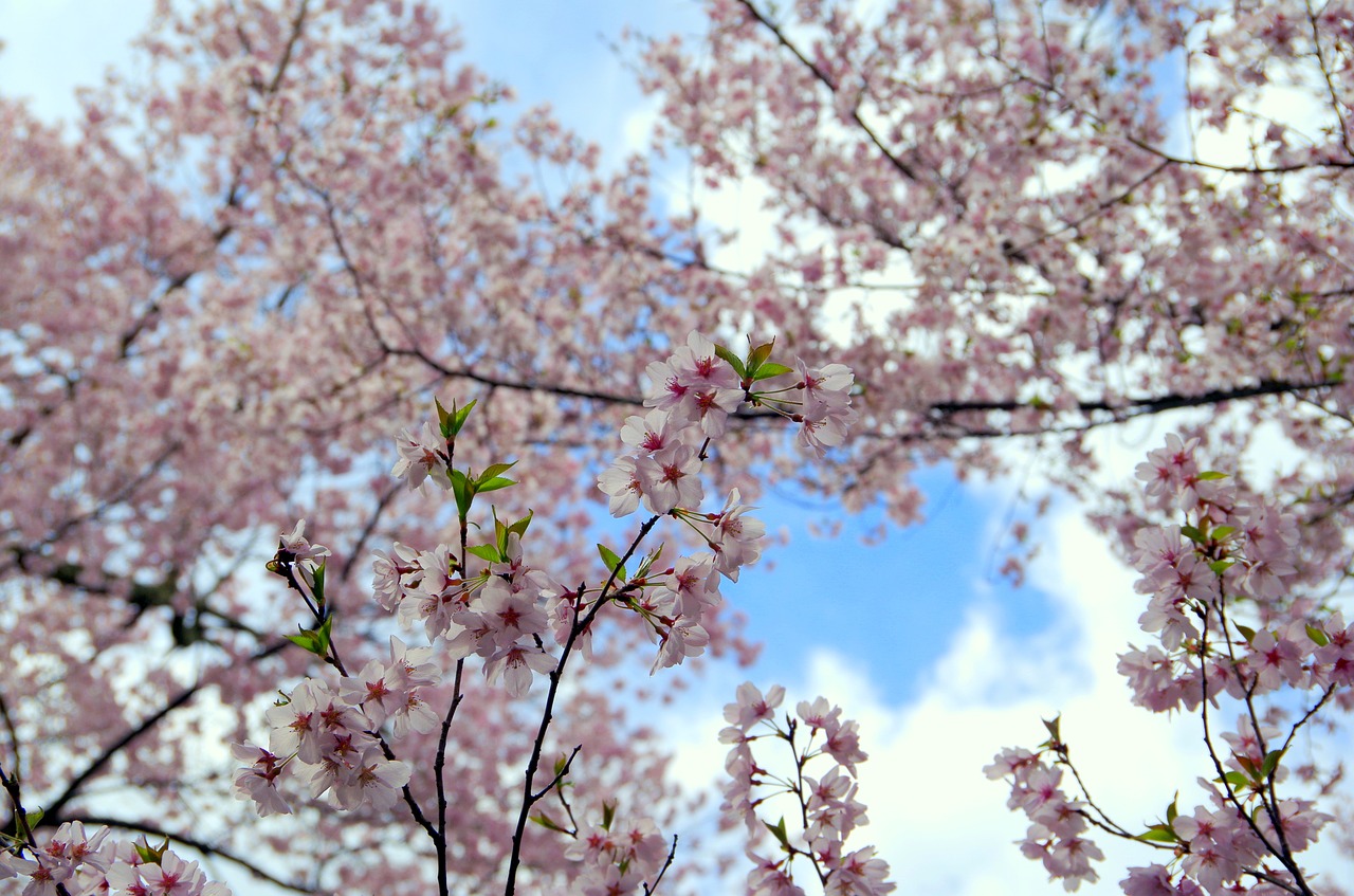 Mediena,  Vyšnia,  Filialas,  Sezoninis,  Gėlės,  Vyšnių Žiedų,  Japonija,  Rožinis,  Cherry Blossom Žiūrėjimo,  Visiškai Žydėti