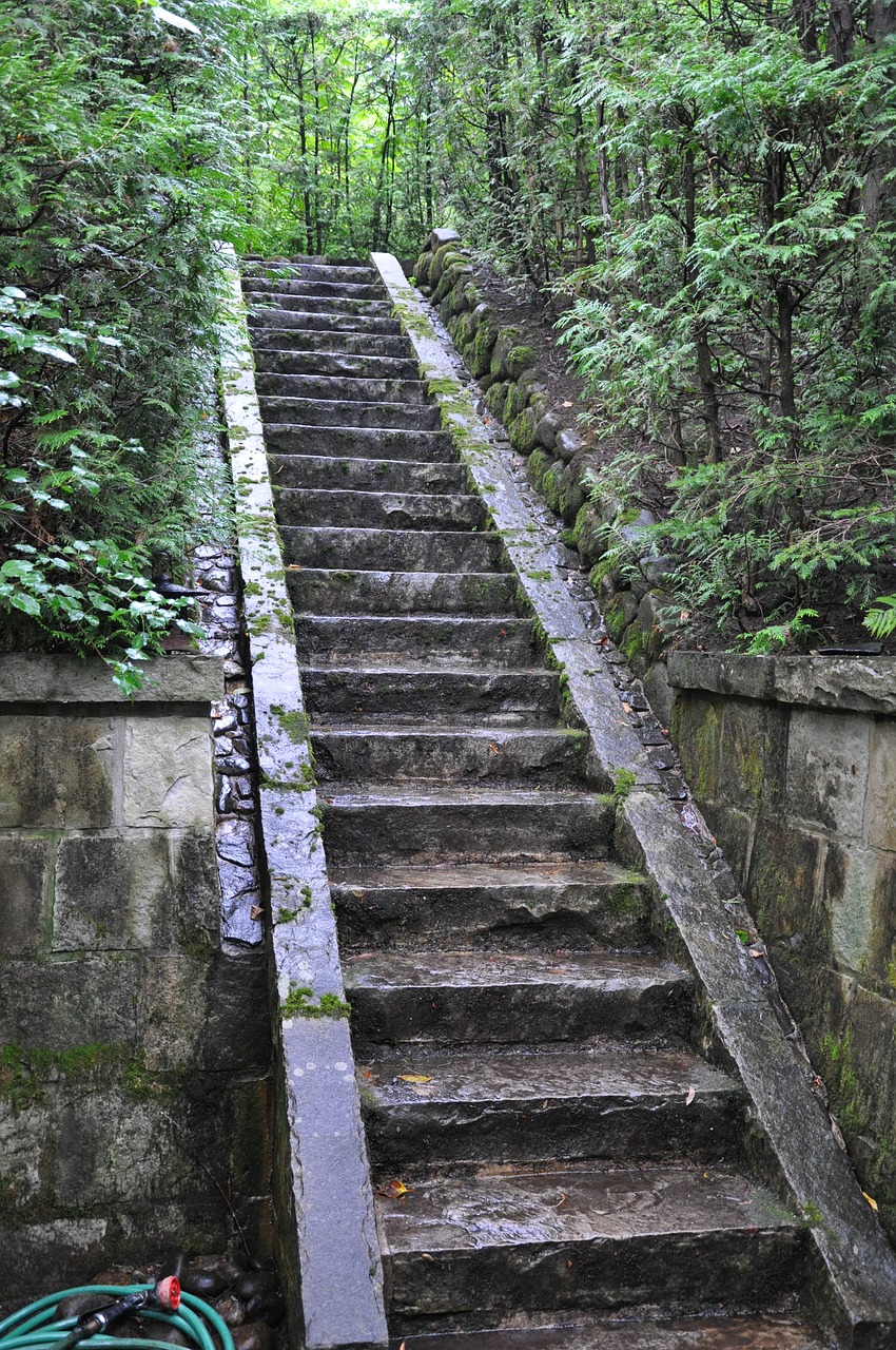 Mediena,  Nėra,  Pobūdį,  Medis,  Zen,  Meditacija,  Serenity,  Japonija,  Išmintis,  Sodas