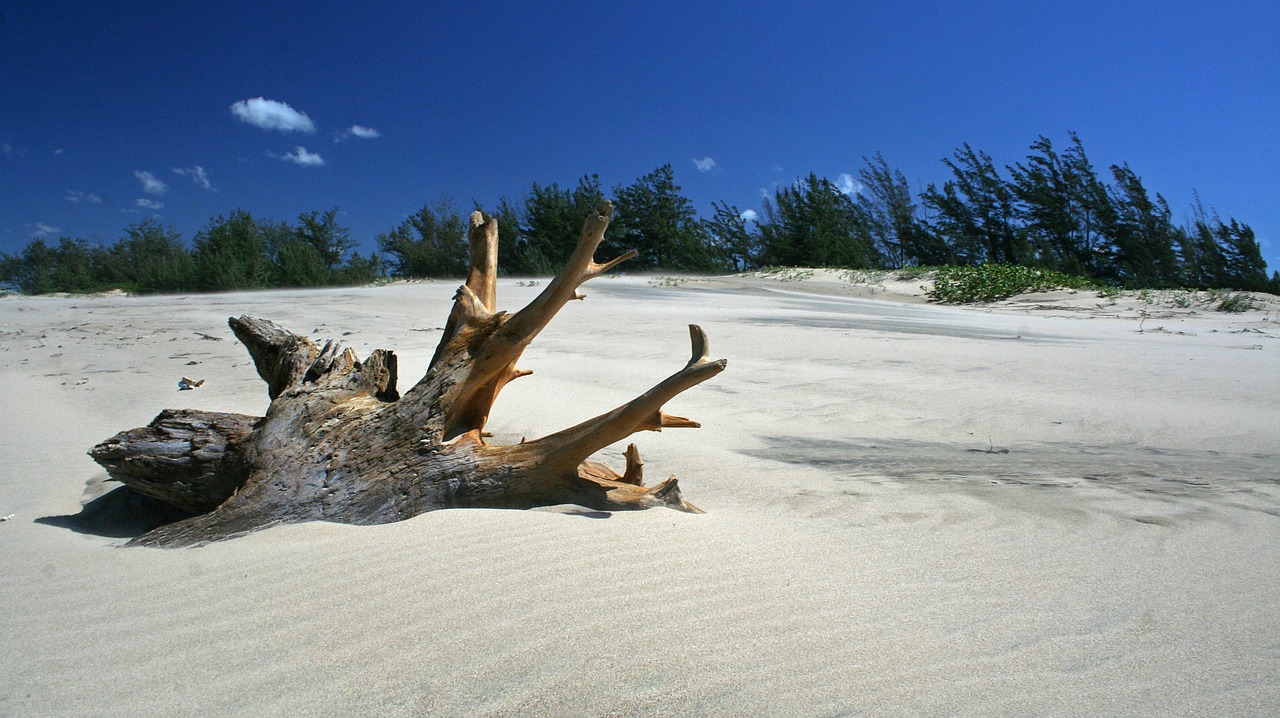 Mediena, Driftwood, Ištemptas, Natūralus, Šaknis, Smėlis, Papludimys, Jūra, Vandenynas, Krantas