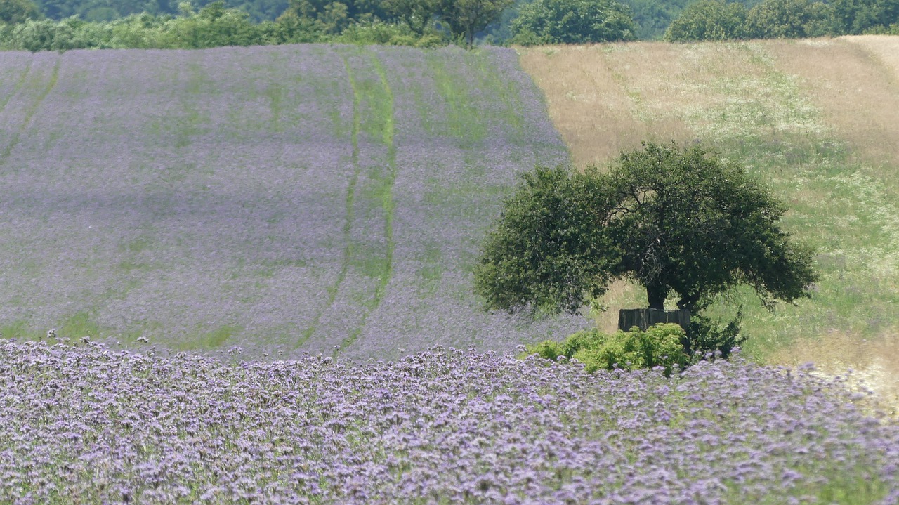 Mediena,  Laukas,  Pobūdį,  Žalias,  Kraštovaizdis,  Dangus,  Žolė,  Laukai,  Miškas,  Meadow