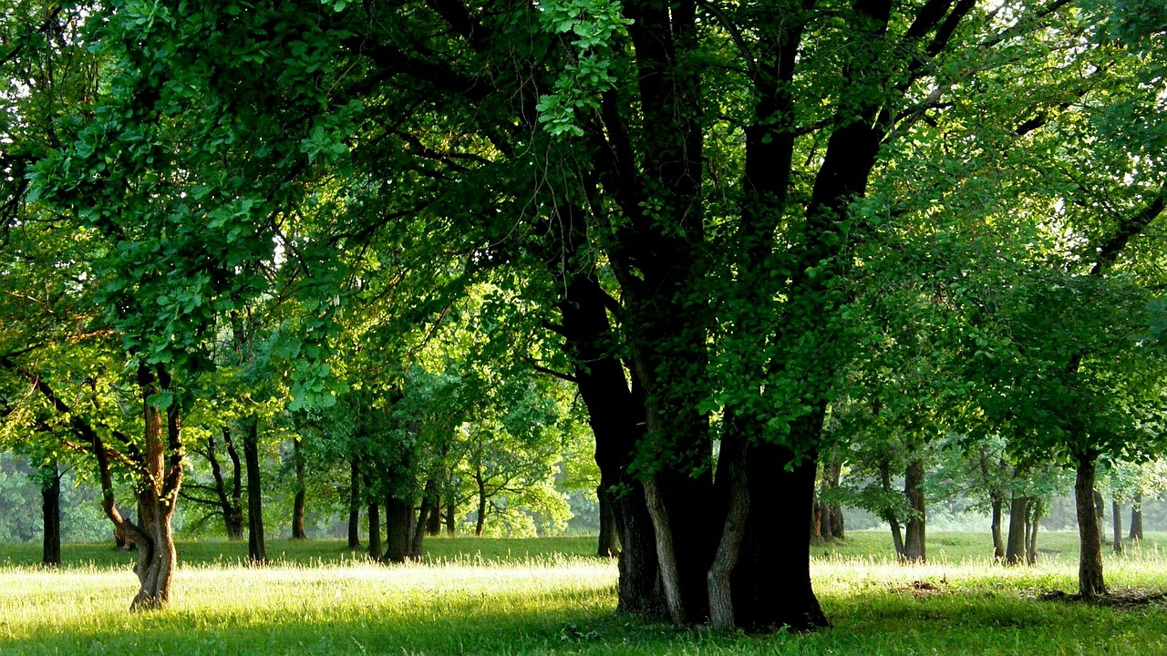 Mediena, Miškas, Parkas, Nemokamos Nuotraukos,  Nemokama Licenzija