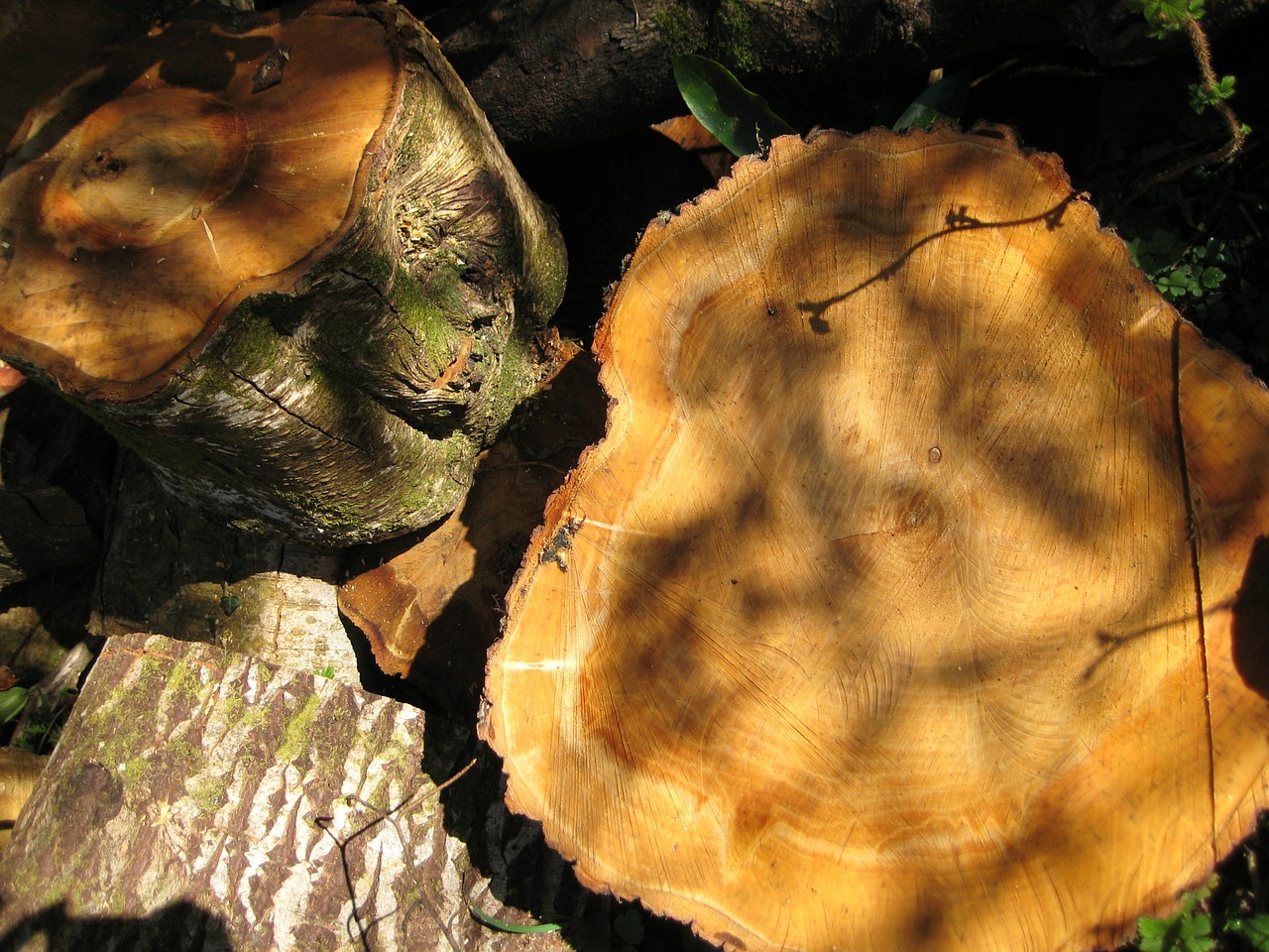 Mediena, Mediena, Medis, Mediena, Medinis, Bagažinė, Tekstūra, Malkos, Supjaustyti, Krūva