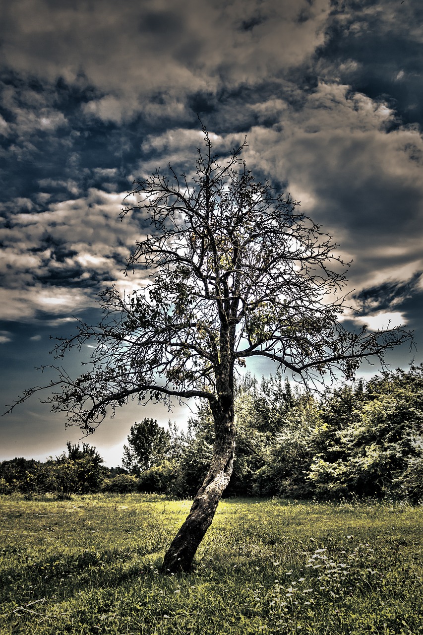 Mediena, Hdr, Debesis, Debesys, Kontrastas, Dangus, Šviesa, Debesuota Dangaus, Gamta, Sirrealis