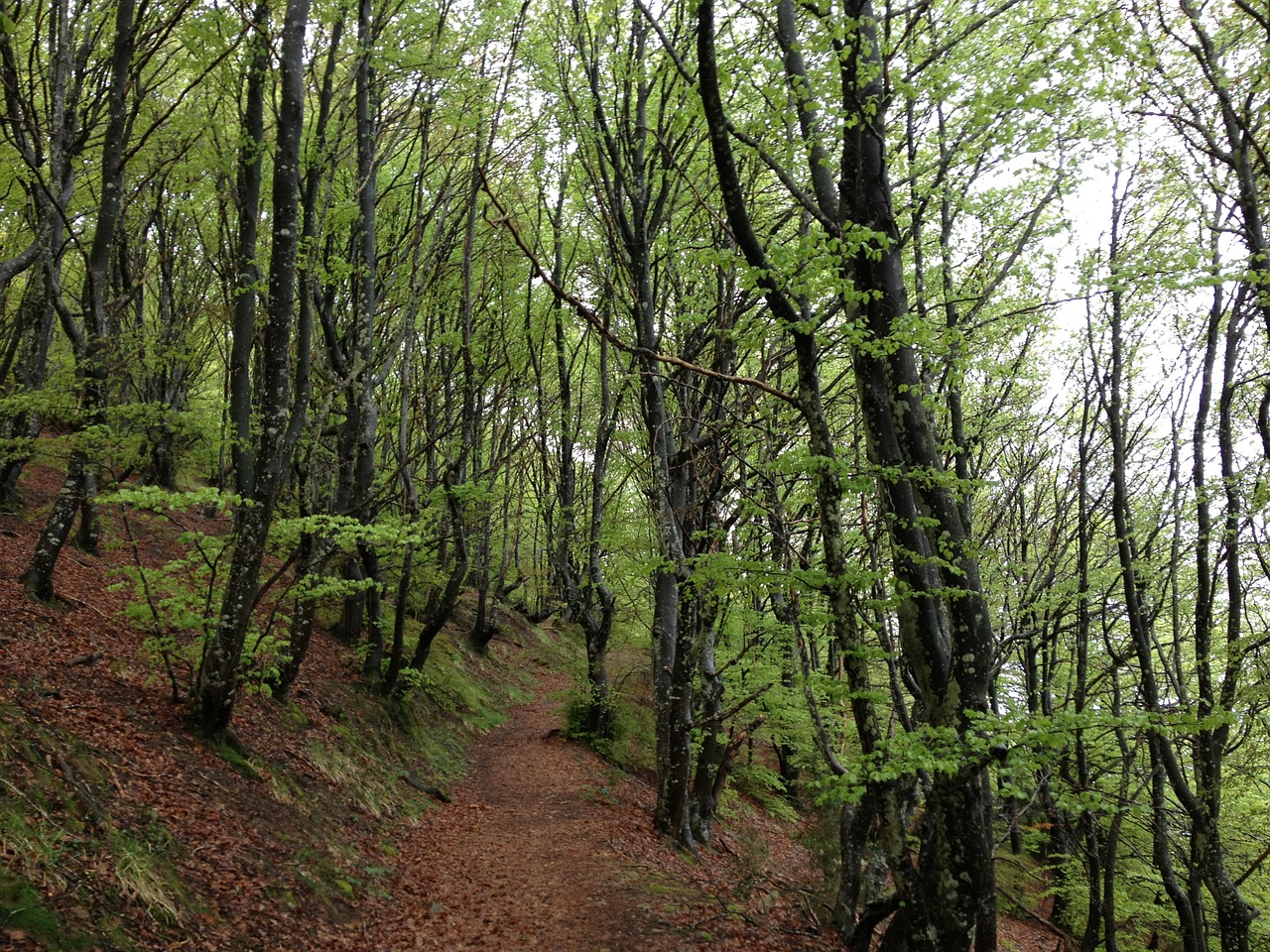 Mediena, Gamta, Sieracantrabria, Euskadi, Nemokamos Nuotraukos,  Nemokama Licenzija