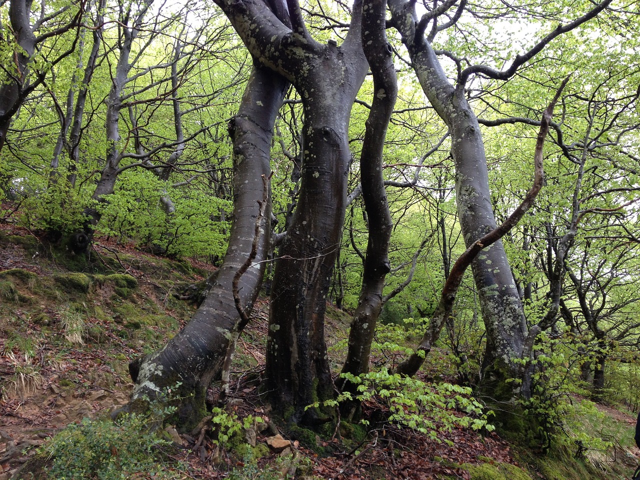 Mediena, Gamta, Sieracantrabria, Euskadi, Nemokamos Nuotraukos,  Nemokama Licenzija