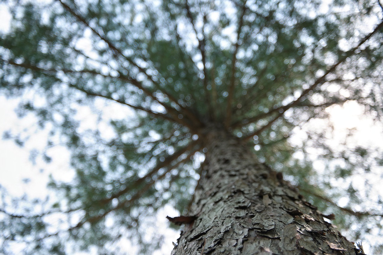 Mediena,  Gamta,  Kraštovaizdis,  Arboretum,  Miškas,  Lapai, Nemokamos Nuotraukos,  Nemokama Licenzija