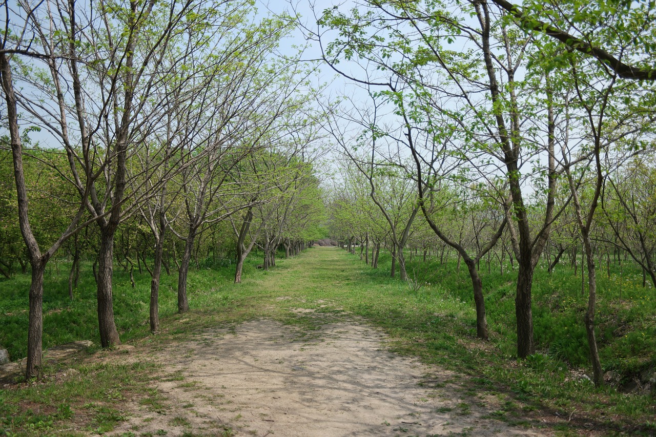 Mediena,  Gamta,  Kraštovaizdis,  Arboretum,  Miškas,  Lapai, Nemokamos Nuotraukos,  Nemokama Licenzija