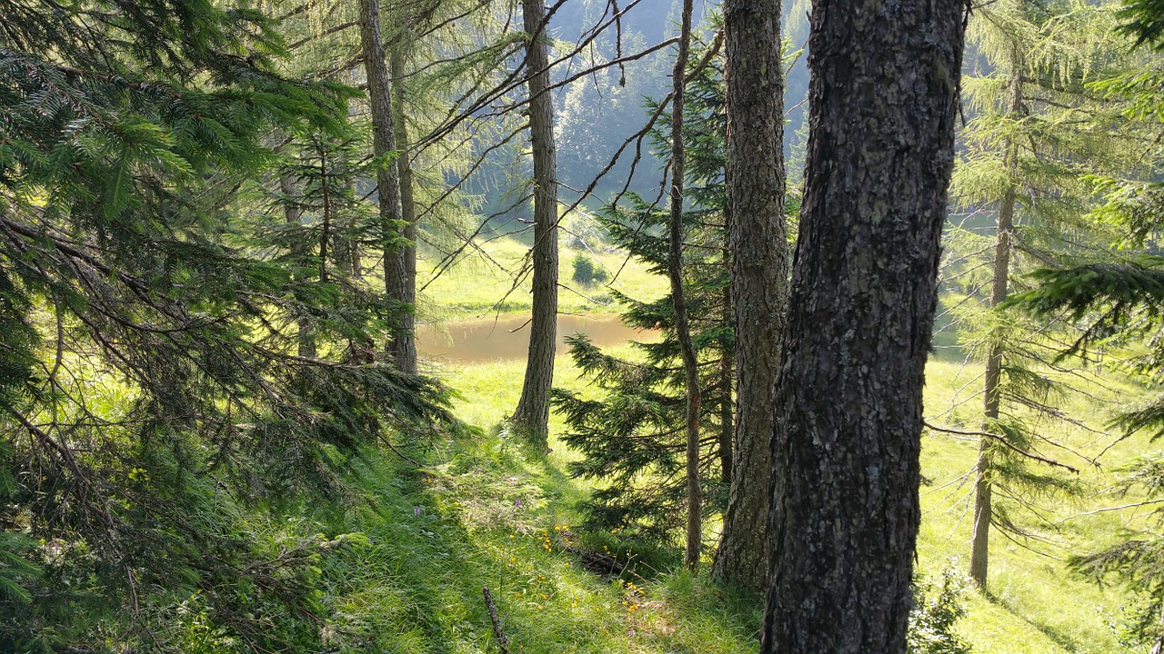 Mediena, Kalnas, Gamta, Montain, Kalnai, Kraštovaizdis, Žygiai, Takas, Vasara, Dolomitai