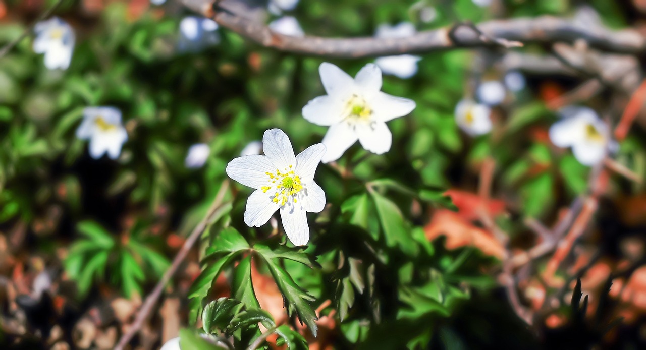 Medžio Anemone, Žiedas, Žydėti, Balta, Gamta, Pavasaris, Laukinis Augalas, Nemokamos Nuotraukos,  Nemokama Licenzija