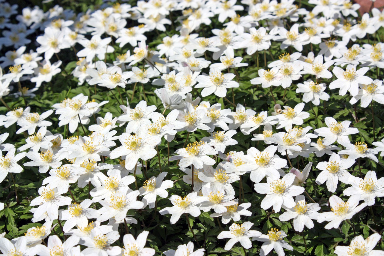 Medžio Anemone, Gėlė, Miškas, Gamta, Gamtos Apsauga, Retai, Pavasaris, Anemonis, Nebaigtas, Laukinis Augalas