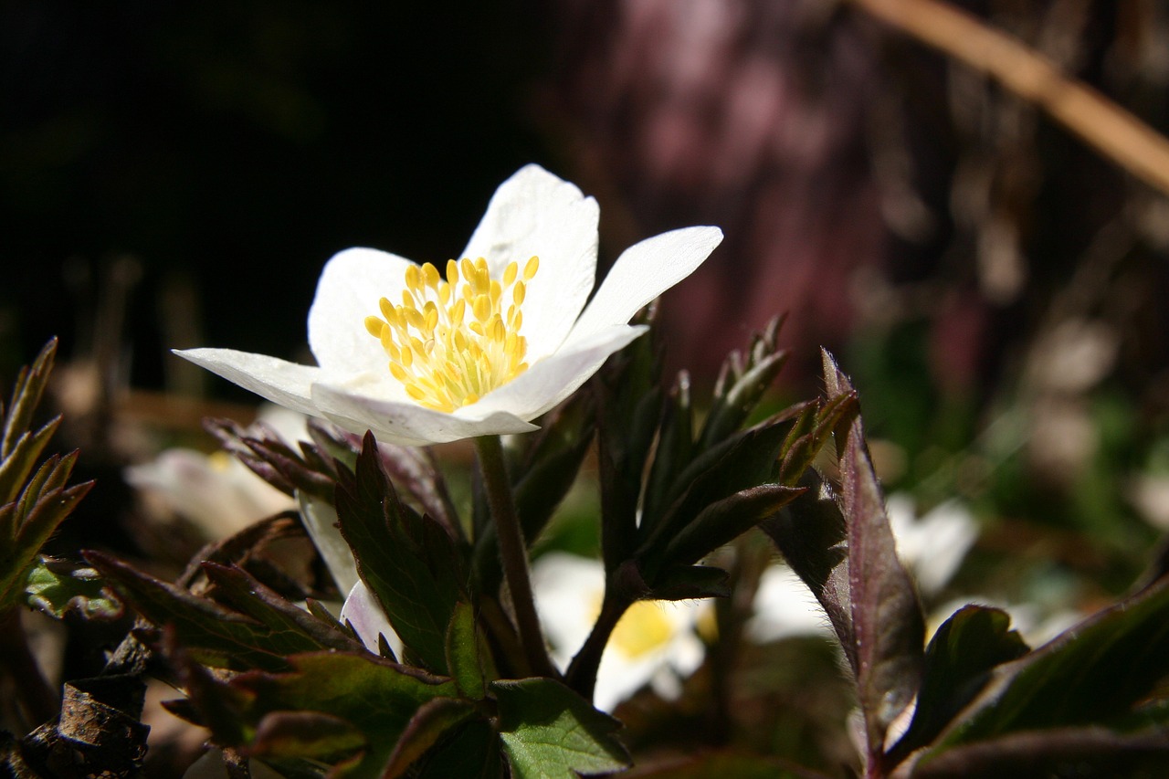 Medžio Anemone, Pavasaris, Gėlė, Pavasario Gėlė, Žiema, Mūsų Žiemą, Balta, Sip, Nemokamos Nuotraukos,  Nemokama Licenzija