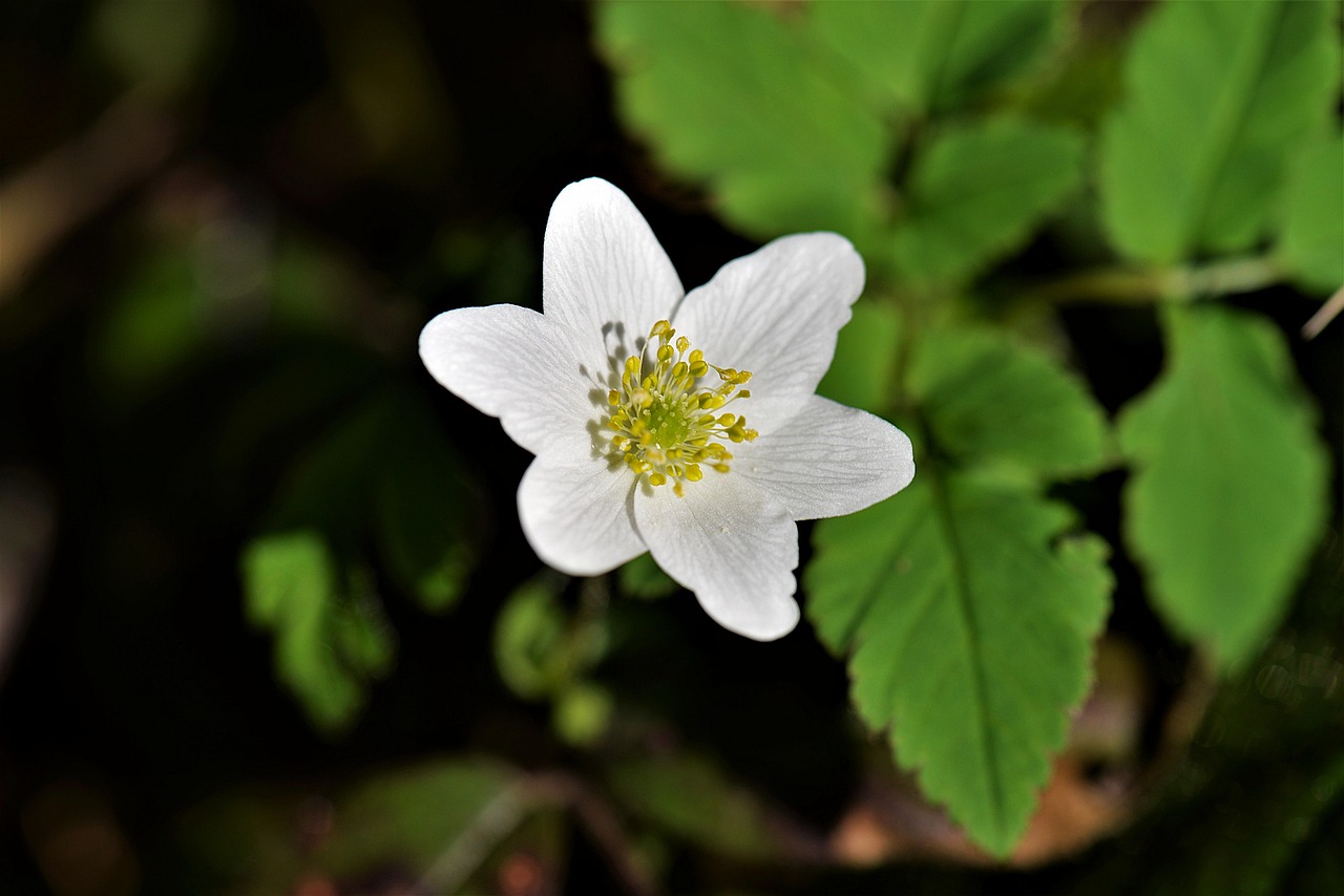 Medžio Anemone, Žiedas, Žydėti, Balta, Pavasaris, Laukinė Gėlė, Uždaryti, Nemokamos Nuotraukos,  Nemokama Licenzija